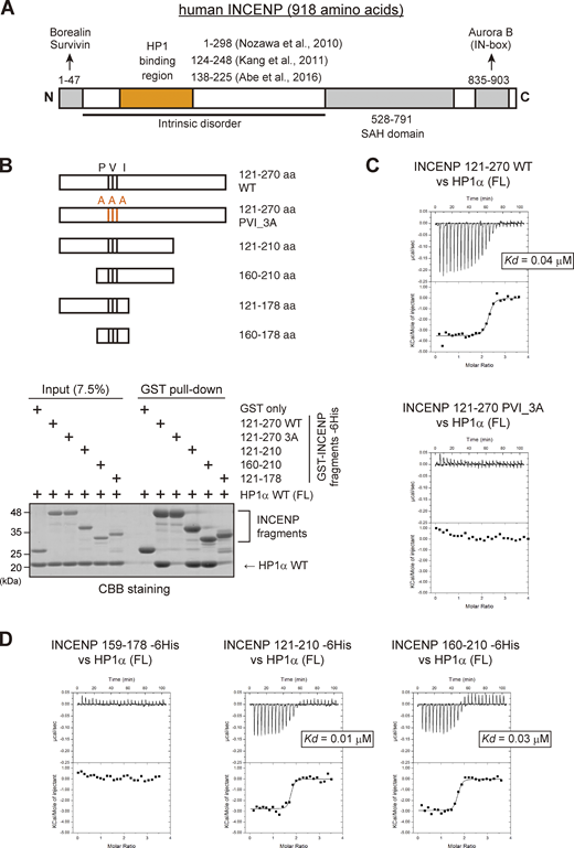 The sequence next to the PVI motif in INCENP supports the interaction with HP1 in vitro. (A) Schematic representation of human INCENP with known functional regions, including the N-terminal domain (1–47 aa) that binds to Borealin and Survivin, central long intrinsically disordered region, single alpha helix (SAH) domain (528–791 aa), and the C-terminal Aurora B binding domain called IN-box (835–903 aa). The region supporting the HP1 interaction has been inferred in several studies, as indicated. (B)In vitro pull-down assay using indicated recombinant proteins. A series of GST-tagged INCENP mutants tested to pull down HP1α (full-length) and representative CBB stained gel is shown. (C) Isothermal titration calorimetry (ITC) measurements of the binding between INCENP fragments (121–270, wild type or PVI_3A mutant) and HP1α dimer (full-length, FL). Note that titration with the wild-type INCENP fragment 121–270 revealed an exothermic enthalpy-driven mode of reactions that finally converged, indicating that the interaction occurred in a specific manner. (D) ITC measurements between the indicated INCENP fragments and the full-length of HP1α dimer. Source data are available for this figure: SourceData F2.