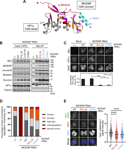The SSH domain is essential for HP1 binding, inner centromere recruitment of HP1, and CPC function. (A) A docking model between HP1α_CSD (111–179) dimer and INCENP (160–192) using the HADDOCK (de Vries et al., 2010; Wassenaar et al., 2012). Chemical shift differences determined in Fig. 4 B are demonstrated as a color-coded secondary structure of the CSD dimer. The β-strand including the PVI motif and α-helix constituting the SSH domain are colored in red and light blue, respectively. (B) Mitotic extract prepared from HeLa cells expressing wild type (WT) or various mutants of INCENP -6Myc in place of endogenous INCENP were subjected to immunoprecipitation with anti-myc antibodies and immunoblotted with indicated antibodies. (−) indicates the parental cells. An asterisk indicates nonspecific proteins (light chain of IgG). Note that three SSH mutants can assemble the whole CPC complex but largely lack the ability to bind to HP1α. (C) Immunofluorescence microscopy of chromosome spreads prepared from HeLa cell lines expressing the indicated version of INCENP -6Myc. Cells were transfected with an siRNA to INCENP for 48 h and treated with 100 ng/ml nocodazole for 2 h. Fixed cells were stained with antibodies to myc and HP1α. Similar results were obtained in RPE1 cell lines (shown in Fig. S4 D). Scale bar, 5 μm. (D) RPE1 cell lines stably expressing indicated versions of INCENP were depleted of endogenous INCENP and examined for chromosome segregation in anaphase, following the release from 0.2 μM palbociclib treatment. Anaphase cells were classified based on their morphologies exemplified in Fig. S4 G. Each histogram shows the average of two independent experiments, and a total of at least 130 cells were assessed. (E) Immunofluorescence microscopy of Hec1-pS44 in INCENP WT, PVI_3A, or E180A expressing RPE1 cells, replacing the endogenous INCENP. Relative fluorescence intensities of Hec1-pS44 being normalized to Hec1 are shown in the beeswarm plots. For all cell lines, more than 550 kinetochores were quantified from at least 14 cells. The black bars represent the median with the interquartile range. P values were calculated with the Mann–Whitney test (****P < 0.0001). Scale bar, 5 μm. Source data are available for this figure: SourceData F5.