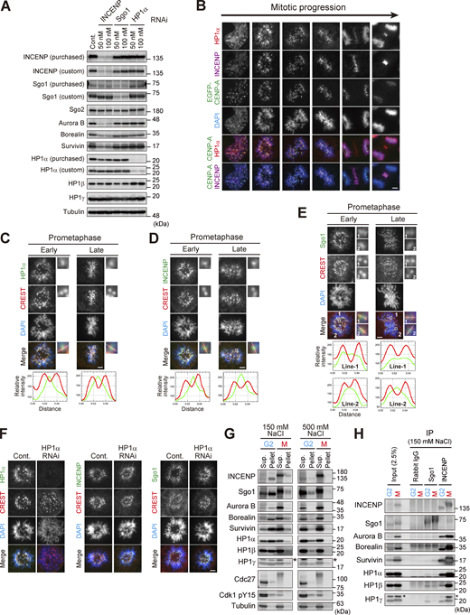 Centromeric localization of HP1α, INCENP, and Sgo1. (A) Verification of the effect of siRNA and specificity of antibodies. HeLa cells were transfected with a mock (Cont.) or siRNA at indicated concentrations, during a 24 h of thymidine synchronization (for INCENP and Sgo1) or even 24 h before the synchronization (for HP1α), and mitotic cells were enriched by treating cells with 7.5 μM STLC for 15 h. Samples were immunoblotted with the indicated antibodies. Note that the final concentration of 50 nM of siRNA to HeLa cells can sufficiently knock down the targeted proteins and therefore used throughout this study. (B) Immunofluorescence microscopy of chromosome spreads prepared from unperturbed mitotic HeLa cells expressing EGFP-CENP-A (see Materials and methods for details), which allowed for unambiguous detection of centromere proteins under the condition in which spatial arrangements and mitotic chromosome morphologies were overall preserved. These samples were stained with antibodies to HP1α and INCENP. Scale bar, 5 μm. (C–E) Immunofluorescence microscopy of chromosome spreads prepared from unperturbed mitotic HeLa cells as in B. These cells were first stained with CREST serum and next stained with antibodies to HP1α (C), INCENP (D), and Sgo1 (E), respectively. Note that during prometaphase progression, the line scan profile of HP1α was consistently similar to that of INCENP, i.e., single focused peak signal at inner centromeres; whereas that of Sgo1 was rather broad and often ranged throughout the centromere. Scale bar, 5 μm. (F) Immunofluorescence microscopy of chromosome spreads prepared from unperturbed mitotic HeLa cells as in B. HeLa cells treated with or without siRNA to HP1α were first stained with CREST serum and then with antibodies to HP1α (left panels), INCENP (middle panels), and Sgo1 (right panels), respectively. Scale bar, 5 μm. (G) Immunoprecipitation with different salt concentrations. Cell extraction with a buffer containing 500 mM NaCl solubilized chromatin-related proteins more efficiently than 150 mM NaCl in both G2 and M phases. Cdk1-pY15 is used as a marker of G2 phase. Asterisks: non-specific crossed species. (H) Immunoprecipitation with indicated antibodies from cell lysate prepared with 150 mM NaCl was immunoblotted with the indicated antibodies. In Sgo1-IP, the HP1 signals were barely detectable even in this low stringency condition. Asterisks: non-specific crossed species. Source data are available for this figure: SourceData FS1.