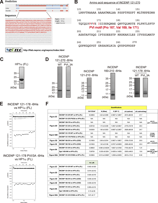 INCENP-HP1 interaction metrics based on ITC measurements. (A) Large part of INCENP consists of intrinsically disordered regions. The predictions were executed by a website of the NeProc (Next ProS Classifier). (B) The amino acid sequence of INCENP 121–270 containing the PVI motif. (C and D) Purified recombinant proteins used in the binding assay (HP1α, Fig. 2 B), ITC assay (Fig. 2, C and D, Fig. 3 D, Fig. 6 A, and Fig. S5 A), and NMR spectroscopy (Fig. 3, B and C). Coomassie brilliant blue staining. (E) The ITC measurements of the binding between INCENP fragments (121–178, wild type or PVI_3A mutant) and HP1α dimer (full-length). Note that both fragments fail to specifically interact with HP1. (F) Quantifications in the ITC analyses. Note that all the INCENP fragments showed similar degree of dissociation constant Kd to HP1α (0.01–0.04 μM) when they contained the PVI motif and the C-terminally juxtaposed domain (Related to Fig. 2, C and D, Fig. 3, D and E; and Fig. S2 E). The Sgo1 fragment with the canonical PVI motif showed much lower Kd (∼4 μM) compared with the INCENP fragment (Related to Fig. 6 A). The INCENP 121–210 E180A fragment, having the intact PVI motif and the mutated α-helical region of the SSH domain, showed much larger Kd (∼0.8 μM) compared with the WT (related to Fig. S5 A). Source data are available for this figure: SourceData FS2.