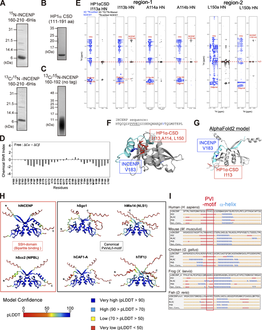 Extended analyses of the INCENP and HP1 interaction. (A and B) Purified recombinant proteins used in the 1H-15N heteronuclear single quantum coherence (HSQC) NMR analysis. 15N-INCENP (160–210) -6His used in Fig. 3, A and B, 13C/15N-INCENP (160–210) -6His used in Fig. 3 A, HP1α chromoshadow domain (CSD) used in Fig. 3 are shown. Coomassie brilliant blue staining. (C) Purified recombinant protein of 13C/15N-INCENP (160–192) (untagged version) used in the HSQC NMR analysis shown in Fig. 3, F–H; and Fig. S3 D. Coomassie brilliant blue staining. (D) Chemical shift indices (CSI) of INCENP (160–192) alone were calculated from 13Cα and 13Cβ (black). (E) Alternating strips of the 3D 15N-edited NOESY and 3D 13C/15N-filtered 15N-edited NOESY for residues Ile113 and Ala114 within HP1α CSD dimer. The intermolecular NOEs between INCENP (160–192) and HP1α CSD dimer were obtained from 3D 13C/15N-filtered 15N-edited NOESY (120 ms mixing time) and 3D 15N-edited NOESY (120 ms mixing time) spectra. (F) A docking model between HP1α_CSD (111–179 aa) dimer and INCENP (160–192 aa) using the HADDOCK depicted in Fig. 5 A. Although we have not used the NOE results to obtain this docking model (Fig. S3 E), it could nevertheless explain that the strong and weak intermolecular NOE signals from amide protons of Ile113, Ala114, and Leu150 of one subunit of the CSD dimer due to two methyl groups of Val183 of INCENP, exemplifying the reliability of the model. (G) The prediction model of AlphaFold2 between INCENP (160–192 aa) and HP1α CSD (111–191 aa) dimer. Note that the amide protons of Ile113 of both subunits in the CSD dimer are far from the methyl groups of Val183 of INCENP, which exemplifies the difference between the observation and the prediction. (H) The complex prediction model of AlphaFold2 between each HP1 interactor’s fragment and HP1α CSD (110–191 aa) dimer. The fragments used were hINCENP 148–209 aa, hScc2 982–1,043 aa, hSgo1 432–493 aa, hMis14 (NLS1) 190–251 aa, hCAF1-A 201–262 aa, and hTIF1β 467–528 aa. The model confidence score (pLDDT; predicted Local Distance Difference Test), a per-residue model produced by AlphaFold2, is indicated in different colors between 0 and 100. Region with a pLDDT below 50 may be unstructured in isolation. (I) Secondary structure predictions (Sec. Cons.) were based on several algorithms including DSC, MLRC, PHD (PRABI-GERLAND, NPS@ Secondary Consensus Structure Prediction). INCENP amino acid sequences of the mouse (136–197), chicken (136–197), frog (135–196), and fish (165–226) including possible PVI motifs were aligned for comparison with the human (148–209). Source data are available for this figure: SourceData FS3.