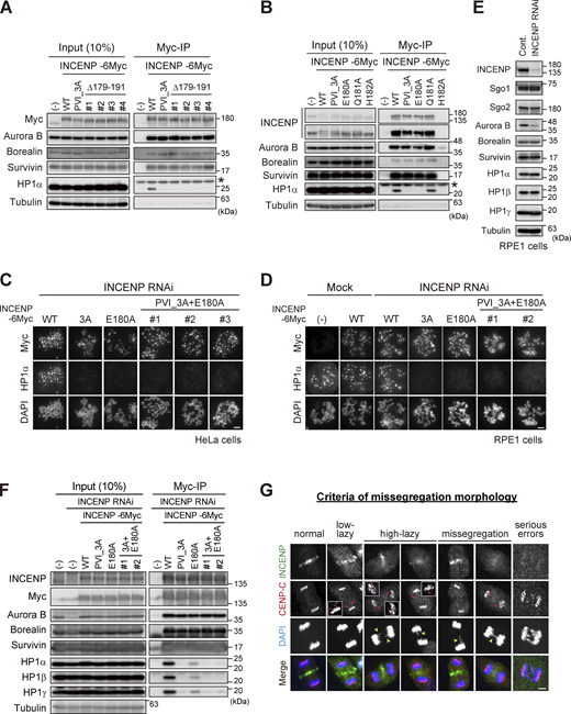 Importance of the SSH domain in the mitotic function of the CPC. (A) Immunoprecipitation with myc antibodies from mitotic extract prepared from parental, WT, PVI_3A, Δ179–191 INCENP-expressing HeLa cells, and immunoblotted with the indicated antibodies. (−) indicates the parental cells. Note that all tested clones of INCENP Δ179-191 mutant, which involves amino acids folding the α-helix, showed a similar effect to the PVI_3A mutant (clone #1 is used in Fig. 5 B). An asterisk indicates non-specific proteins (light chain of IgG). (B) Immunoprecipitation with myc antibodies from mitotic extract prepared from parental, WT, PVI_3A, E180A, Q181A, H182A INCENP-transient expressing HeLa cells, and immunoblotted with the indicated antibodies. INCENP H182A mutant did not express in cells for unknown reasons. An asterisk indicates non-specific proteins (light chain of IgG). (C and D) Immunofluorescence microscopy of chromosome spreads from indicating cell lines of HeLa (C) or RPE1 (D). Cells were transfected with a mock or siRNA to INCENP for 48 h, followed by 100 ng/ml nocodazole for 2 h (HeLa) or 150 ng/ml nocodazole for 12 h (RPE1), and were fixed and stained with antibodies to myc and HP1α. Note that all INCENP PVI_3A+E180A clones revealed a similar effect on HP1α to that of PVI_3A and E180A mutants. Scale bar, 5 μm. (E) Verification of siRNA to INCENP in RPE1 cells. Cells were transfected with a mock (Cont.) or 20 nM siRNA during synchronization with palbociclib treatment for 24 h, and mitotic cells were enriched by treating cells with 7.5 μM STLC for 15 h. Samples were immunoblotted with the indicated antibodies. (F) Immunoprecipitation with myc antibodies from mitotic extract prepared from the parental and indicated version of INCENP-expressing RPE1 cells and immunoblotted with the indicated antibodies. Cells were treated with siRNA to INCENP following the protocol described in E. (G) Anaphase cells stained with antibodies to INCENP and CENP-C were classified into five groups based on the degree of lagging chromosomes as described (Sen et al., 2021): normal, when cells have no detectable delay in separating chromosomes and centromeres; low-lazy, when cells are positive for lagging centromeres, without detectable lagging of chromosomes; high-lazy, when cells are positive for lagging centromeres associated with lagging chromosomes whose arms are protruded from the separating chromosomes mass; missegregation, when cells are positive for typical lagging and bridge chromosomes; serious errors, when cells are positive for massive chromosome missegregation. Scale bar, 5 μm. Source data are available for this figure: SourceData FS4.