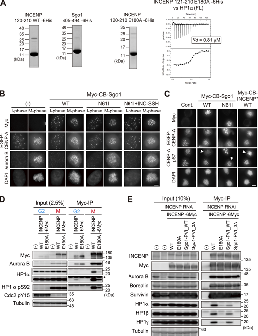 α-Helical segment of SSH domain supports stable interaction with HP1. (A) Left panels: Purified recombinant proteins used in ITC assay in Fig. 6 A (INCENP 121–210 WT and Sgo1 405–494) and Fig. S5 A (INCENP 121–210 E180A). Coomassie brilliant blue staining. Right panel: The ITC measurements of the binding between INCENP fragment (121–210 E180A mutant) and HP1α dimer (full-length). (B) Immunofluorescence microscopy of HeLa cells transiently expressing the Myc-CB fused Sgo1 mutants. Fixed cells were stained with antibodies to Aurora B and myc. The fluorescence of EGFP-CENP-A is used as a reference which is constitutively expressed in these cells. Note that over-expression of Sgo1 constructs at centromeres had little effect on the localization of Aurora B, in agreement with the previous study (Meppelink et al., 2015). Scale bar, 5 μm. (C) Immunofluorescence microscopy of HeLa cells transiently expressing the Myc-CB fused Sgo1 or INCENP mutants. Fixed cells were stained with antibodies to myc-tag and CENP-A-pS7, and constitutively expressed EGFP-CENP-A is used as a reference. Arrowheads indicate cells expressing CB-fusion protein (myc positive cells). Note that over expression of Myc-CB fused Sgo1 wild-type (WT) in centromeres reduced the level of Aurora B-mediated Ser7 phosphorylation of CENP-A, a readout for Aurora B activity. Whereas over expression of Myc-CB fused Sgo1 N61I (PP2A binding deficient mutant) and INCENP doubleΔ mutant had little effect on CENP-A-pS7. These data suggest that the ectopic recruitment of PP2A via Sgo1 WT antagonize the Aurora B activity, in agreement with the previous study (Meppelink et al., 2015). Scale bar, 5 μm. (D) Binding of HP1α to INCENP in G2 phase depends also on the α-helix of the SSH domain. Immunoprecipitation with myc antibodies from indicated HeLa cell extracts in the G2 phase (10 μM RO3306 treatment for 9 h) or M phase (7.5 μM STLC treatment for 16 h), followed by immunoblotting with the indicated antibodies. Cdk1 pY15 and HP1α pS92 are markers of the G2 phase and M phase, respectively. (−) indicates parental cells. An asterisk indicates non-specific IgG light chain. (E) Immunoprecipitation with myc antibodies from mitotic extract prepared from RPE1 cells that express the indicated version of INCENP in place of endogenous INCENP, and immunoblotted with the indicated antibodies. Mitotic cells were enriched as described in Fig. S4 E. Source data are available for this figure: SourceData FS5.