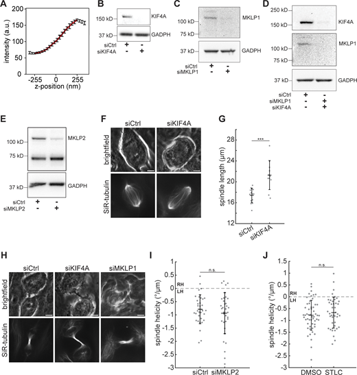 Validation of midzone kinesin experiments. (A) In the suspended microtubule bridge assay, the z-position of the cargo bead was calibrated by measuring the average intensity of 17 surface-immobilized cargo beads by scanning the microscope objective from −255 to 255 nm relative to the imaging plane. Error bars represent SD. The intensity profile was fitted to a third-order polynomial (red curve, R2 = 0.9995) to obtain the calibration curve. (B–E) Western blots of KIF4A (B), MKLP1 (C), KIF4A and MKLP1 (D), or MKLP2 (E) levels in MCF10A cells transfected with siRNA targeting luciferase (control), KIF4A, MKLP1, or MKLP2 for 48 h, as indicated. GAPDH is shown as a loading control. (F) Live confocal images of the late anaphase phenotype after KIF4A knockdown. In late anaphase, siKIF4A spindles over-elongate and have poorly organized midzone bundles. Scale bars = 5 µm. Brightfield (upper row) and SiR-tubulin (lower row) images represent single z-planes. (G) Spindle length in late anaphase, after the cleavage furrow is visible. Black lines represent mean ± SD. n = 14 siCtrl and 11 siKIF4A spindles. ***P = 1.34 × 10−4, two-sample t test. (H) Live confocal images of the telophase phenotypes after KIF4A or MKLP1 knockdown. The midbody is extended (siKIF4A) and cells have cytokinesis defects (siMKLP1). Scale bars = 5 µm. Brightfield (upper row) and SiR-tubulin (lower row) images represent single z-planes. (I) Helicity of MCF10A anaphase spindles calculated from SiR-tubulin intensity. Black lines represent mean ± SD. n = 34 and 35 spindles pooled from N = 4 independent experiments each for siCtrl and siMKLP2. n.s., not significant, two-sample t test. (J) Helicity of anaphase spindles in MCF10A cells treated with 0.1% DMSO or 10 µM STLC, calculated from SiR-tubulin intensity. Black lines represent mean ± SD. n = 42 STLC-treated spindles pooled from N = 4 independent experiments, and the same 54 DMSO-treated spindles shown in Fig. 3 B. n.s., not significant, two-sample t test. Source data are available for this figure: SourceData FS2.