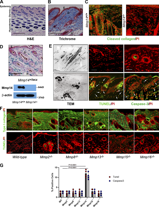 Mmp14-dependent control of dermal fibroblast viability. (A and B) Cross-sections of dorsal skin from 4-wk-old wild-type mice. Tissues were stained with either H&E (A) or Trichrome (B). Bar = 100 µm. (C) Cleaved collagen was visualized in wild-type or Mmp14−/− by immunofluorescence (bar = 25 µm). Results representative of three experiments performed. (D) Cross-section of dorsal skin from 4-wk-old Mmp14+/lacZ processed for β-galactosidase activity with Mmp14 protein levels assessed by western blot (bar = 100 µm). E, epidermis; D, dermis; and H, hair follicle. (E) Skin isolated from 4-wk-old Mmp14+/+ or Mmp14−/− mice was fixed for TEM with live/dead fibroblasts indicated by arrowheads and arrows, respectively (bar = 2 µm), or stained for either active caspase-3 or TUNEL with PI counterstaining (positive cells are marked by arrows). Bar = 50 µm. TEM results are representative of two independent experiments performed while staining results are representative of three independent experiments performed. (F) Representative type I collagen immunostaining and TUNEL staining with nuclei counterstained red with PI of dorsal skin harvested from 4-wk-old wild-type mice versus that of Mmp2−/−, Mmp8−/−, Mmp13−/−, Mmp15−/−, and Mmp16−/− mice. Bar = 100 µm. Results representative of three independent experiments performed. (G) Percent TUNEL- and caspase-3–positive cells in dermal tissues recovered from dorsal skin of 4-wk-old wild-type and Mmp14 knockout mice. Results are expressed as the mean ± SEM of four independent experiments with P values determined by one-way ANOVA and Dunnett’s post-test. Source data are available for this figure: SourceData F1. Refer to the image caption for details.