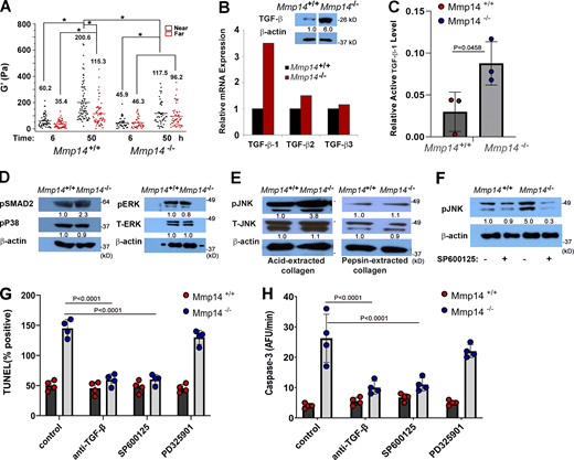 A TGF-β/JNK cascade induces fibroblast apoptosis. (A)Mmp14+/+ or Mmp14−/− fibroblasts were embedded in type I collagen hydrogels, and the pericellular rigidity of the matrices was monitored by optical tweezer-based active microrheology either near (<5 µm) or distant (>100 µm) from the fibroblasts. Elastic modulus values (G′) of beads at 6 and 50 h are shown. Each point represents the average G′ (across frequencies) for each bead. Results are presented as mean ± SEM, *P < 0.05; two-way ANOVA and Tukey post test. (B and C) Relative mRNA levels of TGF-β isoforms (B), TGF-β protein levels (B inset), and active TGF-β1 levels (C) expressed in Mmp14+/+ or Mmp14−/− fibroblasts embedded in 3-D type I collagen hydrogels for 24 h. Results are representative of two independent experiments performed in panel B and three independent experiments with mean ± SEM as assessed by Student’s t test in panel C. Relative expression levels for western blot (B) are shown as determined by densitometry. (D) Western blot of pSMAD2, p-p38, pERK, and total ERK (T-ERK) levels in Mmp14+/+ or Mmp14−/− fibroblasts cultured in 3-D collagen for 24 h (results representative of three independent experiments performed). Relative expression levels for western blots are shown as determined by densitometry. (E) pJNK1,2 and total JNK1,2 (T-JNK) levels in Mmp14+/+ versus Mmp14−/− fibroblasts embedded in 3-D native or pepsin-extracted collagen hydrogels for 24 h as determined by western blot analysis. Relative expression levels for western blots are shown as determined by densitometry. Results are representative of three independent experiments performed. (F) pJNK levels in Mmp14+/+ or Mmp14−/− fibroblasts embedded in 3-D type I collagen hydrogels in the absence or presence of the JNK inhibitor, SP600125, for 24 h as determined by western blot. Relative expression levels for western blots are shown as determined by densitometry. Results are representative of three independent experiments performed. (G and H)Mmp14+/+ or Mmp14−/− fibroblasts were cultured in native, 3-D collagen hydrogels in the absence or presence of either anti-TGF-β antibodies, the MEK inhibitor, PD325901, or SP600125 for 5 days and TUNEL-positive cells (G) and caspase-3 activity (H) quantified. Results are expressed as a mean ± SEM (n = 4 independent experiments) with P values determined by two-way ANOVA and Turkey post-test. AFU, active fluorescent units. Source data are available for this figure: SourceData F6.