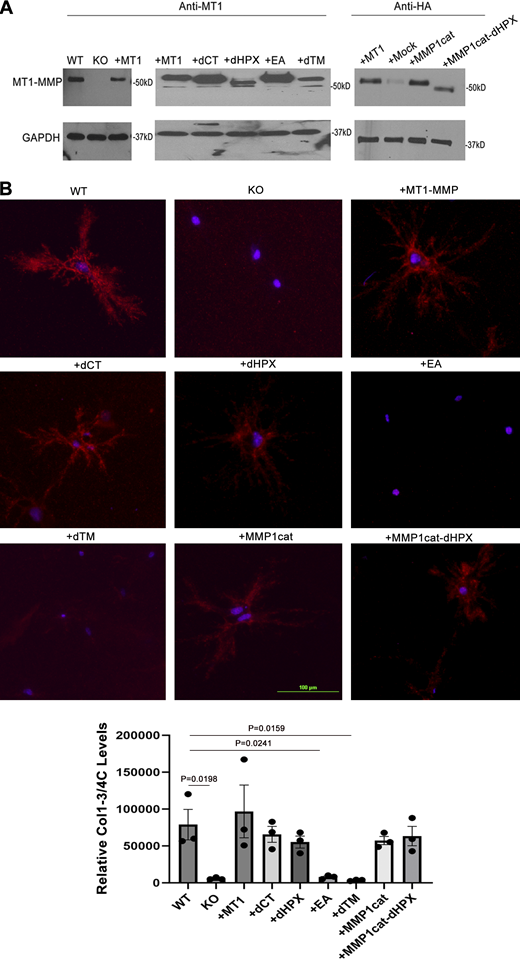 Expression and collagenolytic activity of MMP14 mutant constructs. (A) Wild-type, Mmp14-null, or transduced Mmp14-null fibroblasts expressing various MMP14 expression vectors were subjected to western blot analysis with a polyclonal anti-MT1-MMP antibody directed against the catalytic domain of MMP14 or an anti-HA antibody to detect HA-tagged MMP14 mutant constructs. Following transduction, MMp14-null fibroblasts expressed MT1-MMP at levels comparable to wild-type levels of endogenous Mp14 (far left panel). In the middle panel, Mmp14-null fibroblasts were transduced with each of the listed mutants, demonstrating comparable expression levels, save for the transmembrane-deleted construct (dTM) where the bulk of the protein is secreted into the medium. In the far right panel, Mmp14 knockout fibroblasts were transduced with HA-tagged MT1-MMP or HA-tagged MMP1 chimera expression vectors (the polyclonal MT1-MMP antibody used in the preceding blots is primarily directed against the MT1-MMP catalytic domain, which has been replaced with that of MMP1). In this case, both of the MMP1 chimeric mutants, with or without the Mmp14 hemopexin domain, are expressed at near normal levels. Results are representative of two or more experiments performed. (B) Wild-type (WT), Mmp14 knockout (KO), or transduced Mmp14 mouse dermal fibroblasts were embedded in 3-D type I collagen hydrogels and cultured for 48 h. At the end of the culture period, Col1 3/4C staining was performed and degradation quantified using ImageJ (bar = 100 μm). Immunostaining results are representative of three independent experiments performed while degradation results are presented as the mean ± SEM of three independent experiments. One-way ANOVA and Dunnett post-test. Source data are available for this figure: SourceData FS7. Refer to the image caption for details.