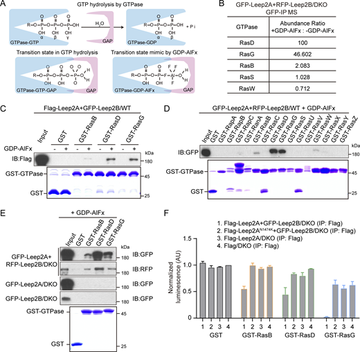Leep2 complex promotes GTP hydrolysis of RasB, RasD, and RasG. (A) GAPs interact preferentially with their target GTPases during the transition state of GTP hydrolysis. Top: Schematic view of GAP-stimulated GTP hydrolysis. Bottom: GAP-GTPase interaction during the transition state of GTP hydrolysis (left) or in the presence of GDP and AlFx (right). (B) Proteomic identification of the substrates of Leep2. The Leep2 complex was immunoprecipitated from cell lysates of DKO cells expressing GFP-Leep2A and RFP-Leep2B, supplemented with or without GDP and AlFx, using GFP-trap. The bound proteins were analyzed by mass spectrometry. The abundance ratio was determined by dividing the abundance from AlFx-containing samples by that from AlFx-free samples. (C) Pull-down of Leep2 complex from cell lysates using GST or GST-fused RasB, RasD, and RasG immobilized on beads. The cell lysates were obtained from WT cells expressing Flag-Leep2A and GFP-Leep2B, supplemented with or without GDP and AlFx. Samples were probed with Flag antibody. Coomassie bright blue-stained gel at the bottom shows purified GST and GST-fusion proteins. (D) Pull-down of Leep2 complex from cell lysates using GST or GST-fused Ras subfamily GTPases immobilized on beads. The cell lysates were obtained from WT cells expressing GFP-Leep2A and RFP-Leep2B, supplemented with GDP and AlFx. Samples were probed with GFP antibody. Coomassie bright blue-stained gel at the bottom shows purified GST and GST-fusion proteins. (E) Pull-down of Leep2 components from cell lysates using GST, GST-RasB, GST-RasD, or GST-RasG. The cell lysates were obtained from DKO cells coexpressing GFP-Leep2A and RFP-Leep2B or DKO cells expressing GFP-Leep2A or GFP-Leep2B, supplemented with GDP and AlFx. Samples were probed with GFP or RFP antibody. Coomassie bright blue-stained gel at the bottom shows purified GST and GST-fusion proteins. (F) Luminescence-based GAP assay: Purified recombinant GST, GST-RasB, GST-RasD, or GST-RasG immobilized on beads were incubated with immunopurified complexes of Flag-Leep2A and GFP-Leep2B, Flag-Leep2AN1474K and GFP-Leep2B, as well as Flag-Leep2A, or Flag control. The luminescence of GST incubated with the Flag control was set to 1, and other values were normalized correspondingly (means ± SD, n = 3). AU, arbitrary unit. Source data are available for this figure: SourceData F7.