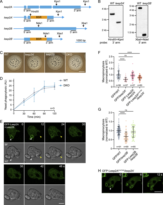 Characterization of leep2 knockout cells. (A) Design of the leep2A and leep2B knockout constructs. A blasticidin-resistant cassette (BSR) was inserted to replace part of the open reading frame of leep2A or leep2B via homologous recombination. (B) Knockout clones were confirmed by Southern blotting. Genomic DNA samples were digested with the indicated enzymes and hybridized with the indicated probes. (C) Growth of WT, leep2A−, leep2B−, and DKO cells on bacterial lawns. Cells were plated clonally with bacteria (Klebsiella aerogenes) on standard medium agar for 5 days. Scale bar, 2 mm. (D) Quantification of phagocytosis of TRITC-labeled yeast in WT and DKO cells. (E) Time-lapse images of yeast phagocytosis in WT cells expressing GFP-Leep2A and Leep2B. White arrowheads indicate macropinocytosis events and yellow arrowheads indicate phagocytosis events. Scale bar, 5 μm. (F) Quantification of TRITC-Dextran uptake in WT and leep2A− cells expressing the indicated constructs. (G) Quantification of TRITC-Dextran uptake in WT and leep2B− cells expressing the indicated constructs. (H) Localization of GFP-Leep2AN1474K in leep2A− cells. Scale bar, 5 μm. The plot in D shows data points with means and SEM; data were from three independent experiments. The scatter plots in F and G show data points with means and SD; n represents the number of cells analyzed. Significance was determined by one-way ANOVA in F and G. Source data are available for this figure: SourceData FS2.