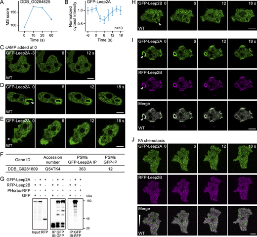 Leep2A and Leep2B localize to macropinocytic cups and nascent macropinosomes. (A) Mass spectrometry (MS) scores of Leep2A (DDB_G0284825) at the indicated time points following cAMP stimulation. Translocation score (the sum of protein scores at 10 and 20 s divided by the sum of all four time points) of Leep2A was calculated to be 0.61. (B) Quantification of GFP-Leep2A translocation in WT cells upon cAMP stimulation (1 μM cAMP was added at time 0; mean ± SD, n represents the number of cells analyzed). (C) Time-lapse imaging of GFP-Leep2A translocation in response to cAMP stimulation in WT cells (1 μM cAMP was added at time 0). (D) Localization of GFP-Leep2A in WT cells during macropinocytosis. Arrowhead indicates an emerging macropinosome. (E) Localization of GFP-Leep2A in WT cells during random migration. Arrowhead indicates the migrating front. (F) Proteomic identification of Leep2B (DDB_G0281809) as a binding partner of Leep2A. GFP-Leep2A was immunoprecipitated from cell lysates by GFP-trap and the bound proteins analyzed by mass spectrometry. PSMs, peptide spectrum matches. (G) Co-IP of RFP-Leep2B or PHcrac-RFP with GFP or GFP-Leep2A. Fluorescent fusion proteins were expressed in WT cells. IP was performed with GFP-trap and samples were probed with GFP or RFP antibody. (H) Localization of GFP-Leep2B in WT cells during macropinocytosis. Arrowhead indicates an emerging macropinosome. (I) Colocalization of GFP-Leep2A and RFP-Leep2B in WT cells. Arrowheads indicate an emerging macropinosome. (J) Localization of GFP-Leep2A and RFP-Leep2B in WT cells migrating under agarose along a folic acid (FA) gradient. The white triangle indicates the gradient direction. Scale bars, 5 μm. Source data are available for this figure: SourceData F1.
