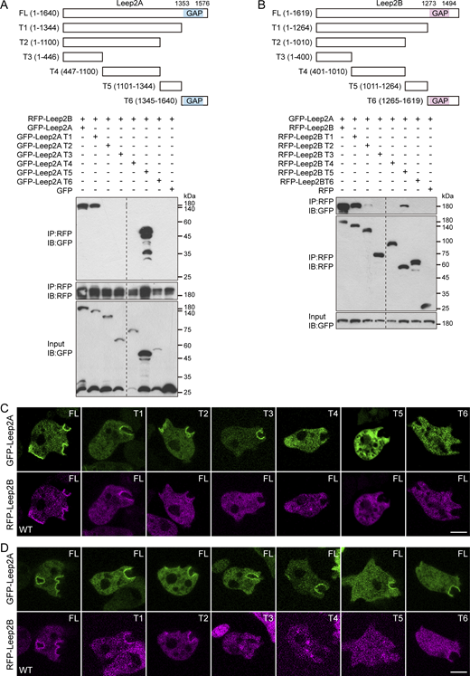 Mapping the regions required for complex formation and localization. (A) Top: Schematic representation of full-length Leep2A and truncation constructs. Bottom: Co-IP of GFP, GFP-Leep2A, and GFP-tagged Leep2A truncations with RFP-Leep2B. Fluorescent fusion proteins were expressed in WT cells. IP was performed with RFP-trap, and samples were probed with GFP or RFP antibody. (B) Top: Schematic representation of full-length Leep2B and truncation constructs. Bottom: Co-IP of GFP-Leep2A with RFP, RFP-Leep2B, and RFP-tagged Leep2B truncations. Fluorescent fusion proteins were expressed in WT cells. IP was performed with RFP-trap and samples were probed with GFP or RFP antibody. (C) Localization of GFP-Leep2A or GFP-tagged Leep2A truncations and RFP-Leep2B in WT cells. (D) Localization of GFP-Leep2A and RFP-Leep2B or RFP-tagged Leep2B truncations in WT cells. Scale bars, 5 μm. Source data are available for this figure: SourceData F3. Refer to the image caption for details.