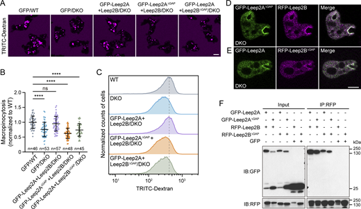 The GAP domains of Leep2A and Leep2B are required for complex function. (A) TRITC-Dextran uptake in WT expressing GFP or DKO cells expressing GFP, GFP-Leep2A and Leep2B, GFP-Leep2ΔGAP and Leep2B, or GFP-Leep2A and Leep2BΔGAP. (B) Quantification of TRITC-Dextran uptake, as shown in A. The scatter plot shows data points with means and SD; n represents the number of cells analyzed. Significance was determined by one-way ANOVA. (C) Quantification of TRITC-Dextran uptake by flow cytometry analysis. (D) Localization of GFP-Leep2ΔGAP and RFP-Leep2B in DKO cells. (E) Localization of GFP-Leep2A and RFP-Leep2BΔGAP in DKO cells. (F) Co-IP of GFP, GFP-Leep2A, or GFP-Leep2AΔGAP with RFP-Leep2B or RFP-Leep2BΔGAP. Fluorescent fusion proteins were expressed in DKO cells. IP was performed with RFP-trap and samples were probed with GFP or RFP antibody. Scale bars, 5 μm. Source data are available for this figure: SourceData F6. Refer to the image caption for details.