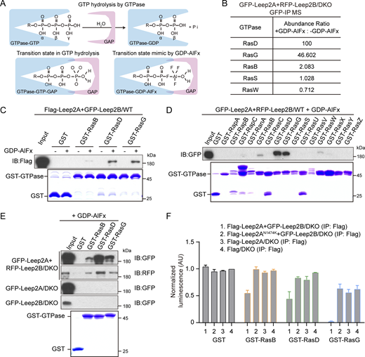 Leep2 complex promotes GTP hydrolysis of RasB, RasD, and RasG. (A) GAPs interact preferentially with their target GTPases during the transition state of GTP hydrolysis. Top: Schematic view of GAP-stimulated GTP hydrolysis. Bottom: GAP-GTPase interaction during the transition state of GTP hydrolysis (left) or in the presence of GDP and AlFx (right). (B) Proteomic identification of the substrates of Leep2. The Leep2 complex was immunoprecipitated from cell lysates of DKO cells expressing GFP-Leep2A and RFP-Leep2B, supplemented with or without GDP and AlFx, using GFP-trap. The bound proteins were analyzed by mass spectrometry. The abundance ratio was determined by dividing the abundance from AlFx-containing samples by that from AlFx-free samples. (C) Pull-down of Leep2 complex from cell lysates using GST or GST-fused RasB, RasD, and RasG immobilized on beads. The cell lysates were obtained from WT cells expressing Flag-Leep2A and GFP-Leep2B, supplemented with or without GDP and AlFx. Samples were probed with Flag antibody. Coomassie bright blue-stained gel at the bottom shows purified GST and GST-fusion proteins. (D) Pull-down of Leep2 complex from cell lysates using GST or GST-fused Ras subfamily GTPases immobilized on beads. The cell lysates were obtained from WT cells expressing GFP-Leep2A and RFP-Leep2B, supplemented with GDP and AlFx. Samples were probed with GFP antibody. Coomassie bright blue-stained gel at the bottom shows purified GST and GST-fusion proteins. (E) Pull-down of Leep2 components from cell lysates using GST, GST-RasB, GST-RasD, or GST-RasG. The cell lysates were obtained from DKO cells coexpressing GFP-Leep2A and RFP-Leep2B or DKO cells expressing GFP-Leep2A or GFP-Leep2B, supplemented with GDP and AlFx. Samples were probed with GFP or RFP antibody. Coomassie bright blue-stained gel at the bottom shows purified GST and GST-fusion proteins. (F) Luminescence-based GAP assay: Purified recombinant GST, GST-RasB, GST-RasD, or GST-RasG immobilized on beads were incubated with immunopurified complexes of Flag-Leep2A and GFP-Leep2B, Flag-Leep2AN1474K and GFP-Leep2B, as well as Flag-Leep2A, or Flag control. The luminescence of GST incubated with the Flag control was set to 1, and other values were normalized correspondingly (means ± SD, n = 3). AU, arbitrary unit. Source data are available for this figure: SourceData F7.