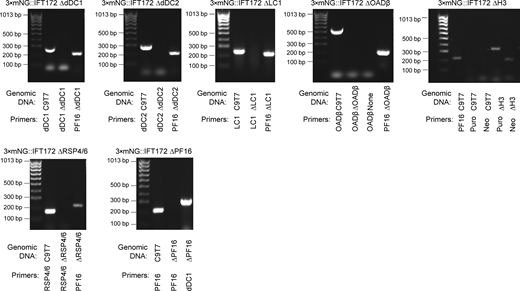PCR confirmation of target ORF deletion. Images of PCR products visualized by agarose gel electrophoresis. For each PCR, the genomic DNA and the ORF to which the primers anneal are indicated. In general, one test sample, one test sample with primers to an unmodified locus. For 3×mNG:IFT172 ΔH3, positive validation for the presence of double drug markers was used as H3 gene repeats have identical coding and upstream regions, and drug marker insertions were required negative control for deletion mutants. LC4-like deletion cell line is from Edwards et al. (2018). Source data are available for this figure: SourceData FS3. Refer to the image caption for details.