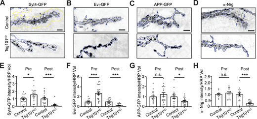 Tsg101 is required for the release of EV cargoes from presynaptic terminals. (A–D) Representative confocal images from larvae expressing UAS-Tsg101-RNAi (Tsg101KD) or a control RNAi either pan-neuronally (C380-GAL4) or in motor neurons (Vglut-GAL4) together with the following EV cargoes: (A) Syt4-GFP expressed from its endogenous locus, (B) UAS-driven Evi-GFP, (C) UAS-driven APP-GFP, and (D) endogenous Neuroglian (Nrg, neuronal isoform Nrg180) detected by antibody. (E–H) Quantification of EV cargo puncta intensity. All images show MaxIPs of muscle 6/7 segments A2 or A3. Scale bars are 5 µm. (A–D) Blue outlines represent the neuronal membrane as marked from an HRP mask; the yellow line in A shows a 3.3 µm dilation of the HRP mask, representing the postsynaptic region. Arrows show examples of postsynaptic EVs. Data are represented as mean ± SEM; n represents NMJs. All intensity measurements are normalized to their respective controls. *P < 0.05, ***P < 0.001. See Tables S1 and S3 for detailed genotypes, sample sizes, and statistical analyses.