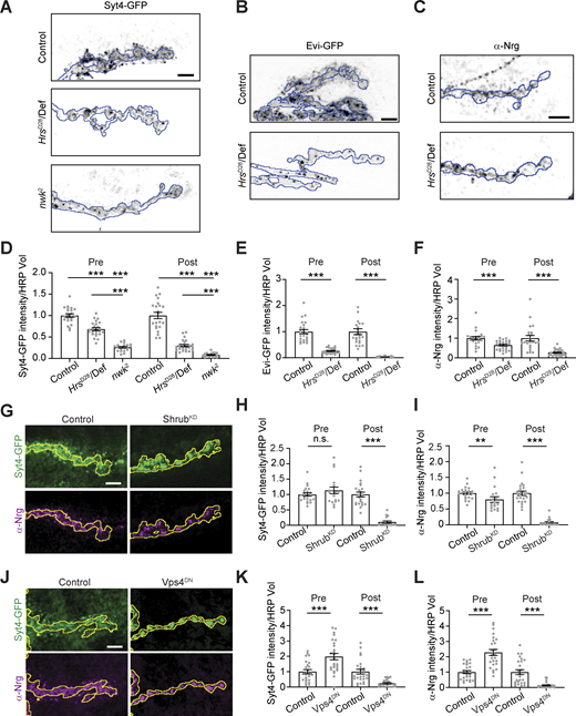Multiple ESCRT components are required for the release of EV cargoes from presynaptic terminals. (A) Representative confocal images of control, Hrs and nwk mutant larvae expressing Syt4-GFP from its endogenous locus. (B) Representative confocal images of control and Hrs mutant larvae expressing motor neuron (Vglut-GAL4)-driven UAS-Evi-GFP. (C) Representative confocal images of control and Hrs mutant larvae labeled with antibodies against endogenous Nrg. (D–F) Quantification of EV cargo puncta intensity. (G) Representative confocal images of larvae pan-neuronally expressing UAS-Shrub-RNAi (ShrubKD) or a control RNAi. (H and I) Quantification of Syt4-GFP and Nrg puncta intensity. (J) Representative confocal images of larvae pan-neuronally expressing UAS-Vps4DN. (K and L) Quantification of Syt4-GFP and Nrg puncta intensity. All images show MaxIPs of muscle 6/7 segments A2 or A3. Scale bars are 5 µm. The outline represents the neuronal membrane as marked from an HRP mask. Data are represented as mean ± SEM; n represents NMJs. All fluorescence intensity values are normalized to their respective controls. *P < 0.05, **P < 0.01, ***P < 0.001. See Tables S1 and S3 for detailed genotypes, sample sizes, and statistical analyses. Refer to the image caption for details.