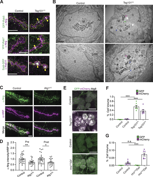 Loss of ESCRT causes compensatory autophagy of presynaptic cargoes. (A) Representative Airyscan images showing co-localization of EV cargoes Syt4-GFP or α-Nrg with endosomal markers α-Rab11, GFP-Rab5 (endogenous tag), or YFP-Rab7 (endogenous tag). Scale bars are 5 μm and the outline represents the neuronal membrane as marked from an HRP mask. (B) Representative TEM images of boutons from muscle 6/7 from control and neuronal Tsg101KD larvae. Examples of autophagic vacuoles are marked with arrowheads, blue = autophagosome, magenta = autolysosome, and green = unclosed phagophore. Other notable features include Az = active zone, S = synaptic vesicles, M = mitochondria, SSR = subsynaptic reticulum. Scale bar is 400 nm. (C) Representative images of the EV cargo Nrg following motor neuron knockdown of Atg1. Scale bar is 5 μm. (D) Quantification of Nrg intensity from C, normalized to control. (E) Representative images from neuronal cell bodies in the ventral ganglion expressing motor neuron-driven GFP-mCherry-Atg8. Scale bar is 10 μm. Brightness/contrast are matched for each mutant with its paired control (see Table S3). (F and G) Quantification of GFP-mCherry-Atg8 levels in F Tsg101KD and (G) HrsD28 mutant larvae. Data are represented as mean ± SEM; n represents NMJs in C and animals in F and G. *P < 0.05, **P < 0.01, ***P < 0.001. See Tables S1 and S3 for detailed genotypes, sample sizes, and statistical analyses.