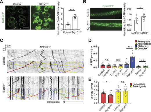 Tsg101KDcauses neuronal accumulation of EV cargoes. (A) Left: Representative confocal images of Syt4-GFP in a single slice through motor neuron cell bodies of the ventral ganglion. Scale bar is 10 μm. Right: Quantification of total Syt4-GFP intensity in the brain. (B) Left: Maximum intensity projection of axon segment proximal to the ventral ganglion. Scale bar is 10 μm. Right: Quantification of total Syt4-GFP intensity in the axon. (C) Representative kymographs showing tracks of APP-GFP in the axon proximal to the ventral ganglion. Bottom panels show color-coded traces. (D) Quantification of directionality of APP-GFP tracks. (E) Quantification of the velocity of retrograde and anterograde APP-GFP tracks upon neuronal Tsg101KD. Data are represented as mean ± SEM; n represents animals. Intensity measurements (A and B) are normalized to their respective controls. *P < 0.05, ***P < 0.001. See Tables S1 and S3 for detailed genotypes, sample sizes, and statistical analyses.
