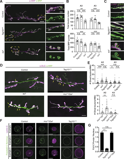 Tsg101KDphenocopies a subset of evi and wg synaptic morphology and signaling defects, while loss of Hrs has no effect. (A) Representative confocal images of muscle 6/7 NMJs labeled with α-HRP and α-BRP antibodies (left). Magnification of the yellow boxed area (right). HRP brightness was adjusted independently. Large image scale bar is 20 µm, small image scale bar is 5 µm. (B) Quantification of total bouton number (top) and active zone number (bottom) on muscle 6/7. (C) Representative confocal images of muscle 6/7 NMJ highlighting α-DLG pattern. Arrows indicate the location of “feathery” DLG. Scale bar is 5 µm. (D) Representative confocal images of muscle 6/7 NMJ (abdominal segment A2) labeled with α-HRP and α-DLG antibodies. α-DLG and α-HRP signals were acquired in the linear range but adjusted independently and displayed near saturation to highlight DLG-negative ghost boutons, which are indicated with yellow arrows. (E) Quantification of baseline (i.e., unstimulated) ghost boutons. Top and bottom graphs represent independent experiments. (F) Single slices of muscle 6/7 nuclei labeled with α-LamC (nuclear periphery) and α-Fz2-C antibodies. Dotted line represents LamC-defined nuclear boundary. Scale bars are 10 µm. (G) Quantification of Fz2-C puncta per nucleus. Number of nuclei quantified is indicated in the bar graph. A2 and A3 indicate the larval abdominal segment. Data are represented as mean ± SEM; n represents nuclei in G and NMJs in B–E. *P < 0.05, **P < 0.01, ***P < 0.001. See Tables S1 and S3 for detailed genotypes, sample sizes, and statistical analyses.