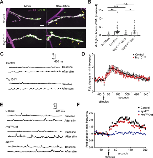 Loss of ESCRT does not phenocopy syt4 functional defects. (A) Representative confocal images from muscle 4 in mock and spaced K+-stimulated larvae. Arrows indicate examples of activity-dependent ghost boutons. Scale bar = 10 µm. (B) Quantification of ghost bouton numbers per NMJ. (C) Representative traces of mEJPs before (top trace) and after (bottom trace) high-frequency stimulation (4 × 100 Hz) from control and Tsg101KD. (D) Timecourse of mEJP frequency after stimulation. (E) Representative traces of mEJPs before (top trace) and after (bottom trace) high-frequency stimulation (4 × 100 Hz) from control, HrsD28, and syt4BA1. (F) Timecourse of mEJP frequency after stimulation. Data are represented as mean ± SEM; n represents NMJs. *P < 0.05, **P < 0.01. See Tables S1 and S3 for detailed genotypes, sample sizes, and statistical analyses.