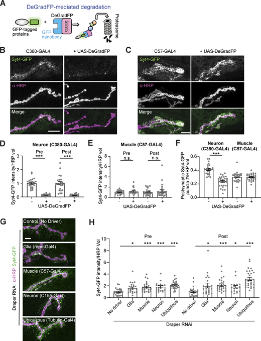 Neuronally derived EV cargoes are targeted for phagocytosis and are not detectable in the cytoplasm of recipient cells. (A) Schematic for DeGradFP system. (B and C) Representative images of Syt4-GFP with neuronal (C380-GAL4, B) or muscle (C57-GAL4, C) expressed DeGradFP. (D) Quantification of Syt4-GFP intensity from B. (E) Quantification of Syt4-GFP intensity from C. (F) Quantification of normalized presynaptic puncta number from B and C. (G) Representative confocal images of Syt4-GFP at muscle 4 NMJs following knockdown of Draper in different cell types. (H) Quantification of Syt4 puncta intensity. All scale bars = 10 µm. Intensity measurements are normalized to their respective controls. Data are represented as mean ± SEM; n represents NMJs. **P < 0.01, ***P < 0.001. See Tables S1 and S3 for detailed genotypes, sample sizes, and statistical analyses. Refer to the image caption for details.