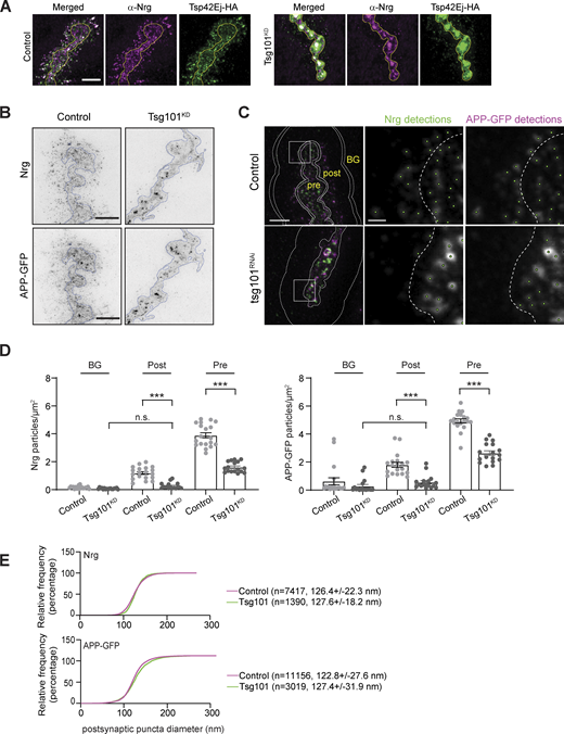 Characterization of EV structures upon Tsg101 depletion (associated withFig. 1). (A) Representative Airyscan images of larvae expressing UAS-Tsp42Ej-HA, and labeled with α-HA and α-Nrg. Scale bar is 5 µm. Yellow outline represents the neuronal membrane as marked from an HRP mask. (B) Representative 2D-STED images of muscle 6/7 labeled with α-GFP and α-Nrg antibodies. Scale bar is 2.5 µm. (C) Noise2Void denoised images and depiction of image regions used for quantification (left panel, scale bar is 2.5 µm). Pre: Presynaptic; Post: Postsynaptic; BG: Background. Buffers (between double lines in the top left panel) generated by a 10% dilation of the presynaptic or postsynaptic area were used to eliminate signal that overlapped between regions. Boxes indicate zoomed areas (scale bar is 0.5 µm) in middle and right panels showing automated spot detections (green dots) and the presynaptic boundary (dotted line). (D) Quantification of APP-GFP and Nrg puncta number. Data are represented as mean ± SEM; n represents NMJs; ***P < 0.001. (E) Cumulative distribution of Nrg and APP puncta diameter. Graph shows fraction of particles under the indicated size; numbers indicate mean and standard deviation of all detected puncta. See Tables S1 and S3 for detailed genotypes, sample sizes, and statistical analyses. Refer to the image caption for details.