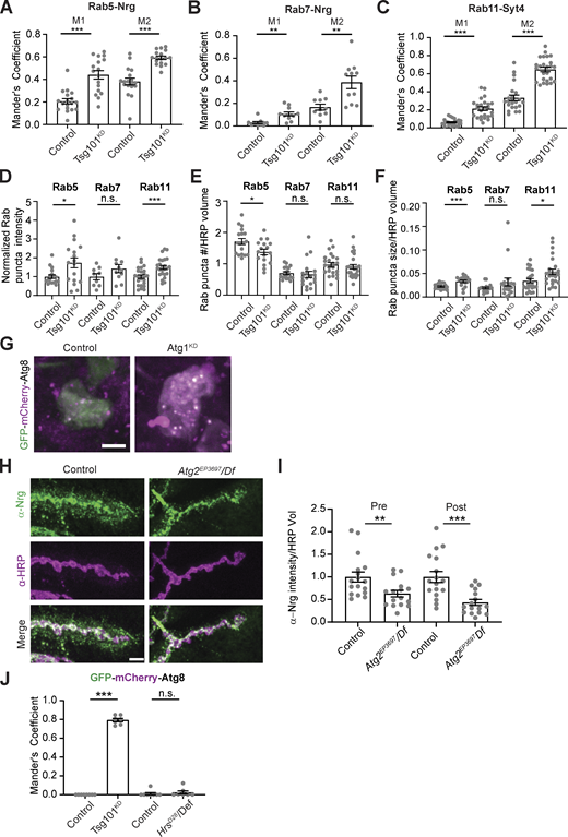 Quantification of endosomal accumulation and autophagy controls (associated withFig. 3). (A–C) Quantification of co-localization of Nrg or Syt4 and Rab GTPases upon neuronal Tsg101KD (representative images in Fig. 3 A). Mander’s coefficient for the colocalization of Nrg and Rab5 (A), Nrg and Rab7 (B), Syt4 and Rab11 (C), where M1 indicates the fraction of EV cargo in the Rab-positive thresholded area and M2 is the fraction of the Rab marker in the EV cargo-positive thresholded area. (D–F) Quantification of Rab compartment properties: (D) normalized Rab puncta intensity, (E) density of Rab puncta in the presynaptic compartment, and (F) average size of Rab puncta. (G) Representative confocal images of motor neuron cell bodies to validate that pan-neuronal Atg1-RNAi effectively blocks autophagic flux, assessed by GFP-mCherry-Atg8. (H) Representative confocal images of Nrg in muscle 6/7 NMJs. (I) Quantification of Nrg intensity from H. (J) Colocalization of GFP and mCherry in cell bodies from motor neurons expressing GFP-mCherry-Atg8 (representative images in Fig. 3 E). All scale bars = 5 µm. Data are represented as mean ± SEM; n represents NMJs in A–F and I and animals in J. Intensity measurements (D and I) are normalized to their respective controls. *P < 0.05, **P < 0.01, ***P < 0.001. See Tables S1 and S3 for detailed genotypes, sample sizes, and statistical analyses.