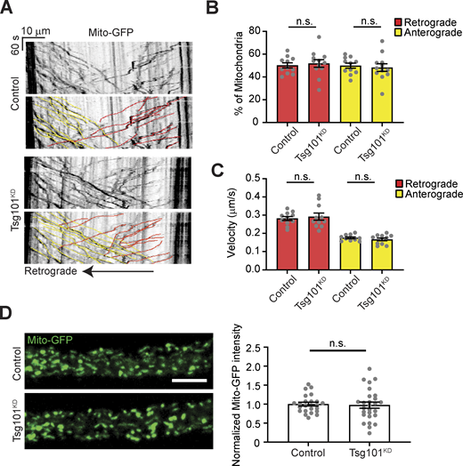 Controls for axonal transport in Tsg101KDlarvae (associated withFig. 4). (A) Representative kymographs showing tracks of Mito-GFP in axonal region proximal to the ventral ganglion, following photobleaching. Lower panels show color coded traces. (B) Percent of mitochondria tracks moving retrograde and anterograde. (C) Velocities of mitochondria tracks. (D) Left: Representative images of the first frame of Mito-GFP videos. Scale bar = 10 µm. Right: Quantification of Mito-GFP intensity. Data are represented as mean ± SEM; n represents axons. Intensity measurements are normalized to their respective controls. See Tables S1 and S3 for detailed genotypes, sample sizes, and statistical analyses. Refer to the image caption for details.