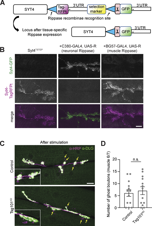 Additional controls showing presynaptic source of Syt4 and structural plasticity upon Tsg101KD(associated withFig. 6). (A and B) Syt4 protein is derived from the presynaptic neuron. (A) Schematic for Tissue-Specific Tagging of Endogenous Proteins (T-STEP). Scissors indicate a Prescission protease cleavage site and * indicates stop codons. (B) Representative confocal images from muscle 6/7, showing Syt4TSTEP expressed from its endogenous promoter, and switched from TagRFP-T to GFP using either presynaptically (neuronal, C380-GAL4) or postsynaptically (muscle, C57-Gal4)-expressed recombinase (Rippase). Scale bar = 10 µm. (C) Representative confocal images from muscle 6/7 in spaced K+-stimulated larvae. Arrows indicate ghost boutons. Scale bar = 20 µm. (D) Quantification of ghost bouton numbers per NMJ. Scale bars = 10 µm. Data is represented as mean ± SEM; n represents NMJs. See Tables S1 and S3 for detailed genotypes, sample sizes, and statistical analyses.