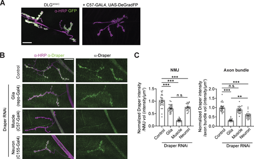 Controls for DeGradFP and validation of Draper RNAi (associated withFig. 7). (A) Representative images of DlgMiMIC (a postsynaptically localized GFP knock-in) with muscle-expressed DeGradFP. (B) Representative confocal images of muscle 4 NMJs labeled with α-Draper antibodies. (C) Quantification of α-Draper intensity at NMJs and axon bundles proximal to the NMJ upon Draper RNAi under the control of the indicated drivers. Axon bundles represent a combination of glial and neuronal signal; NMJs represent a combination of neuronal and muscle signals. Scale bars are 20 µm. Intensity measurements are normalized to their respective controls. Data are represented as mean ± SEM; n represents NMJs. **P < 0.01, ***P < 0.001. See Tables S1 and S3 for detailed genotypes, sample sizes, and statistical analyses.