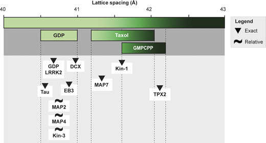 Summary of previously reported lattice spacings under various conditions. The figure shows at the top the range of the reported lattice spacings for the GDP, Taxol, and GMPCPP lattices in vitro. Underneath, along the same scale, proteins for which binding in relationship to the microtubule lattice spacing has been investigated are depicted. Their placing is based either on direct (triangle) or relative (tilde) lattice measurements. References in Table S1.