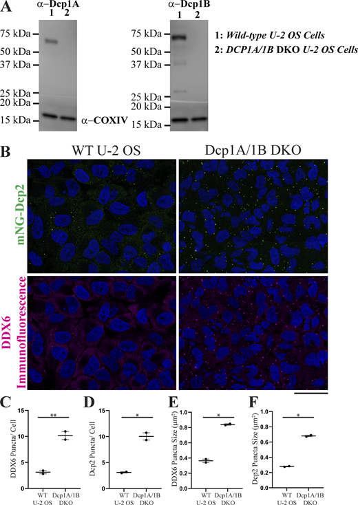 Gene ablation of Dcp1A and Dcp1B in U-2 OS cells resulted in an increase in P-body size and abundance. (A)Dcp1A and Dcp1B DKO U-2 OS cells were confirmed by western blot analyses of Dcp1A and Dcp1B antibodies. COXIV antibody was used as a loading control. (B) Immunofluorescence of DDX6 was performed in wild-type and Dcp1A/1B DKO cells stably expressing mNG-Dcp2. Nuclei were labeled with Hoecsht. Tile-scan images were captured with a 60× objective on a laser-scanning confocal microscope. (C–F) The nuclear stain was used to approximate cell number. Particle analyses of endogenous DDX6 and mNG-Dcp2 puncta were performed to obtain (C and D) P-body numbers per cell, and (E and F) area per P-body. N = 2 biological replicates. *P < 0.01, **P < 0.001. Source data are available for this figure: SourceData FS7.