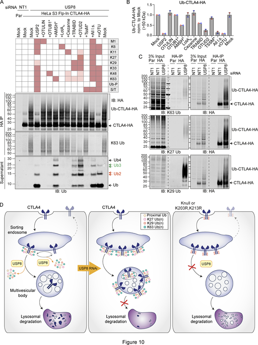 Ubiquitin chain restriction (UbiCRest) analysis reveals K63, K27, and K29 ubiquitin chain association with CTLA4-HA. (A) Representative UbiCRest analysis of western blots for CTLA4-HA. HeLa S3 Flp-In CTLA4-HA were transfected for 72 h with non-targeting (NT1) or USP8 siRNA prior to lysis and HA-immunoprecipitation (IP; IB: Immunoblot). CTLA4-HA-beads were treated with indicated DUBs or buffer only (Mock) for 1 h at 37°C, and analyzed alongside supernatants (released ubiquitin species). Specific activities of DUBs as reported in the literature are depicted in the key above the blot. Ub-P indicates the ability to cleave proximal ubiquitin; S/T denotes activity for serine or threonine linkages. All l.s.: All linkage-specific DUBs (OTULIN, OTUB1*, AMSH*, LotAN, Cezanne, TRABID, OTUD2, TssM*). (B) Quantification of Ub-CTLA4-HA signal remaining after DUB-treatment shown relative to Mock (“buffer only” control) for data represented in A. Individual data points from two independent, color-coded experiments are shown. Error bars indicate the range. (C) Representative western blots of CTLA4-HA immunoprecipitated (IP) under denaturing conditions were probed with K63 (top), K27 (middle), and K29 (bottom) ubiquitin chain linkage-specific antibodies. (D) Left Panel: A balance of E3 ligase and deubiquitylating activity governs receptor fate at the endosome. Endosomal USP8 is proposed to recycle ubiquitin from CTLA4 prior as well as after commitment to the lysosomal degradation pathway. Middle Panel: In the absence of USP8, a complex pattern of ubiquitylation accrues, composed of conventional Lys63 and unusual Lys27 and Lys29 ubiquitin linkages. This would normally lead to rapid degradation but is countermanded by downstream effects of USP8 loss that inhibit delivery to a degradative lysosome. That some ubiquitylated CTLA4 reaches the internal vesicles of the multivesicular body can be inferred from its presence in exosomes released upon v-ATPase inhibition. Right panel: Mutation of all lysines (K-null) or just the critical two lysines (K203 and K213) to arginines in the cytoplasmic tail of CTLA4 interferes with endolysosomal sorting and downregulation. These CTLA4 mutants accumulate in early (sorting) endosomes and fail to progress to later endolysosomal compartments. For reasons of clarity, mono-ubiquitylation, branching, and diversity of chain length are not depicted. Source data are available for this figure: SourceData F10. Refer to the image caption for details.