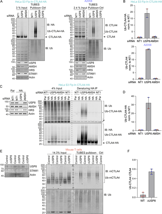 USP8 depletion dramatically enhances CTLA4 ubiquitylation. (A) Representative western blots of TUBES pulldown of ubiquitylated CTLA4. HeLa S3 Flp-In CTLA4-HA and A2058 cells were transfected for 72 h with non-targeting (NT1), USP8, and AMSH siRNA prior to lysis. Lysates were subjected to TUBES-pulldown (IB: Immunoblot). (B) Quantification of ubiquitylated CTLA4-HA isolated by TUBES pulldown for data represented in A. Ubiquitylated CTLA4-HA was normalized to total ubiquitin pulled down. Individual data points from two independent, color-coded experiments are shown. Error bars indicate the range. (C) Representative western blots of ubiquitylated CTLA4-HA immunoprecipitated under denaturing conditions. HeLa S3 Flp-In parental (Par) or CTLA4-HA (HA) cells were transfected for 72 h with non-targeting (NT1), USP8, and AMSH siRNA. Cells were lysed in denaturing SDS lysis buffer and lysates were subjected to immunoprecipitation (IP) with anti-HA coupled magnetic beads. *Antibody heavy chain; ** antibody light chain. (D) Quantification of CTLA4-HA ubiquitylation relative to NT1 for data represented in C. Ubiquitylated CTLA4-HA was normalized to total immunoprecipitated CTLA4-HA. Individual data points from two independent, color-coded experiments are shown. Error bars indicate the range. (E) Representative western blots of TUBES pulldown of ubiquitylated CTLA4. Lysates from USP8 fl/fl (Control, n = 3) and USP8 deleted (∆USP8, n = 3) activated T cells derived from individual mice were either analyzed directly by SDS-PAGE and western blot (left blot), or first subjected to a TUBES pulldown prior to analysis alongside input samples. (F) Quantification of ubiquitylated CTLA4 enriched by TUBES pulldown for data represented in E. Ubiquitylated CTLA4 was ratioed to total CTLA4 levels. Individual data points from six individual mice are shown. Error bars indicate SD. Source data are available for this figure: SourceData F4. Refer to the image caption for details.