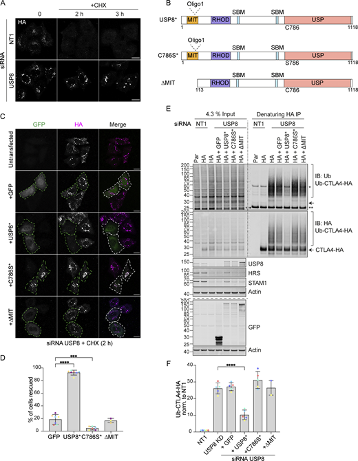 Catalytic activity and endosomal localization of USP8 are essential for CTLA4 degradation and ubiquitylation. (A) Representative confocal images of HeLa S3 Flp-In CTLA4-HA transfected for 72 h with NT1 or USP8 siRNAs before Cycloheximide (CHX) treatment for indicated times. Cells were fixed and stained for HA. Scale bar = 15 µm. (B) GFP-tagged USP8 siRNA-resistant (USP8*) constructs used in this study. MIT, Microtubule interacting; SBD: SH3 domain binding motif; RHOD, Rhodanese homology domain; USP, Ubiquitin specific protease - catalytic domain. (C) Representative confocal images of HeLa S3 Flp-In CTLA4-HA cells transfected with non-targeting (NT1) or USP8 siRNA and GFP, siRNA-resistant GFP-tagged USP8 (USP8*), catalytically inactive USP8 (C786S*) or ∆MIT-USP8. Cells were treated for 2 h with CHX prior to fixation and staining for HA. Scale bar = 15 µm. (D) Quantification of cells showing rescued phenotypes calculated for data represented in C. Individual data points from 3 (∆MIT), 6 (C786S), or 7 (GFP and USP8*) independent, color-coded experiments are shown. Error bars indicate the SD. Total number of cells analyzed: GFP (599); USP8* (666); C786S (486); ∆MIT (322). One-way ANOVA and Dunnett’s multiple comparison test, ***P < 0.001 and ****P < 0.0001. (E) Representative western blots of ubiquitylated CTLA4-HA immunoprecipitated under denaturing conditions. HeLa S3 Flp-In parental (Par) or CTLA4-HA (HA) cells were transfected with NT1 or USP8 siRNA and either GFP or GFP-tagged siRNA-resistant USP8 constructs as in C. Cells were lysed in denaturing SDS lysis buffer and lysates were subjected to immunoprecipitation (IP) with anti-HA coupled magnetic beads. *Antibody heavy chain; ** antibody light chain. IB: Immunoblot. (F) Quantification of CTLA4-HA ubiquitylation relative to NT1 for data represented in E. Ubiquitylated CTLA4-HA was normalized to total CTLA4-HA pulled down. Individual data points from two (∆MIT) or five independent, color-coded experiments are shown. Error bars indicate the SD (n = 5) or range (n = 2). One-way ANOVA and Dunnett’s multiple comparison test,****P < 0.0001. Source data are available for this figure: SourceData F8.