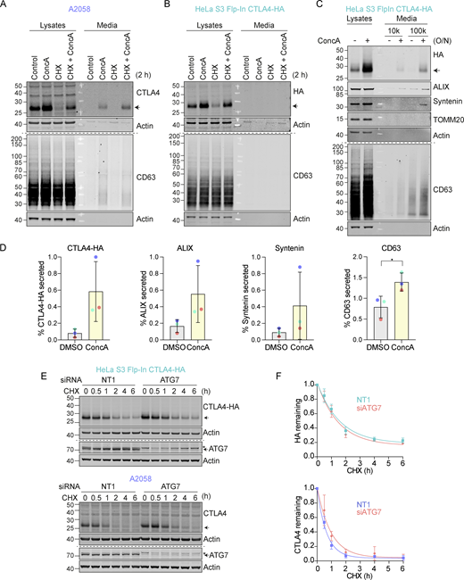 CTLA4 is secreted via exosomes from A2058 and HeLa S3 Flp-In CTLA4-HA cells. (A and B) Representative western blots of the lysates and cultured supernatants from mock- and Concanamycin A (ConcA)-treated A2058 and HeLa S3 Flp-In CTLA4-HA cells. Cells were lysed and media were subjected to trichloroacetic acid (TCA) precipitation. (C) Representative western blots of the lysates and cultured supernatants from mock- and ConcA-treated HeLa S3 Flp-In CTLA4-HA cells for indicated times. Cells were lysed and the media was collected by serial centrifugation to concentrate extracellular vesicles (100k pellet, exosome fraction). (D) Quantification of CTLA4, ALIX, Syntenin and CD63 secreted in the exosome fractions (100k) for data represented in C. Individual data points from three independent, color-coded experiments are shown. Error bars show SD. (E) Representative western blot of Cycloheximide (CHX; 100 µg/ml) chase experiment in HeLa S3 Flp-In CTLA4-HA and A2058 cells, following treatment with non-targeting (NT1) or ATG7 siRNA for 72 h. * indicates a non-specific band. (F) Quantification of blots represented in E. Error bars show SD from three independent experiments. Source data are available for this figure: SourceData FS2.