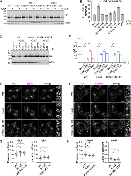 Mutation of K203 and K213 delays CTLA4 turnover. (A) Representative western blots showing increased stability of CTLA4-HA K-null and K203R, K213R mutants. HeLa S3 Flp-In CTLA4-HA WT and indicated lysine mutants were treated with Cycloheximide (CHX) for 2 h before lysis. (B) Quantification of CTLA4-HA remaining following CHX treatment. Individual data points from three independent, color-coded experiments are shown. Error bars show SD. (C) Representative western blots of HeLa S3 Flp-In CTLA4-HA WT, K-null and K203R, K213R double lysine mutants treated for 4 h with Cycloheximide (CHX) alone or together with Concanamycin A (ConcA) or Epoxomicin (Epo) prior to lysis. (D) Quantification of CTLA4-HA remaining normalised to control treated cells for data represented in C. Individual data points from three independent, color-coded experiments are shown. Error bars show SD. Two-way ANOVA multiple comparisons with uncorrected Fisher’s LSD, *P < 0.05, **P < 0.01. (E and F) Representative confocal images of CTLA4-HA WT, K-null, and K203R,K213R mutants co-stained with EEA1 (E) or LAMP1 (F). Scale bar = 15 µm (main figure) and 5 µm (inset). (G and H) Co-localization analysis of CTLA4-HA WT, K-null and K203R,K213R, and with EEA1 (G) and LAMP1 (H). Graphs show Pearson’s coefficients or Mander’s coefficients. Error bars indicate SD for three independent, color-coded experiments. Opaque circles with dark outlines correspond to the mean value from each experiment. One-way ANOVA with Dunnett’s multiple comparisons test, *P < 0.05, **P < 0.01. Source data are available for this figure: SourceData FS4. Refer to the image caption for details.