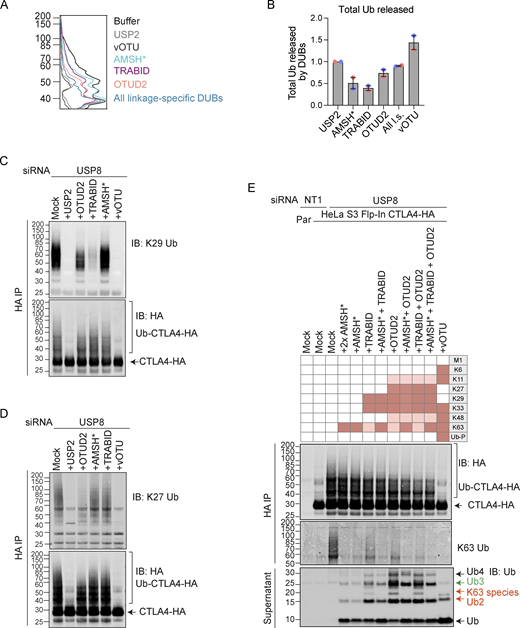 Combinatorial UbiCRest analysis of CTLA4-HA. (A) Line graphs corresponding to the Ub-CTLA4-HA signal shown in Fig. 10 A. (B) Quantification of total ubiquitin released into the supernatant by DUBs relative to USP2 for data represented in Fig. 10 A. Individual data points from two independent, color-coded experiments are shown. Error bars indicate the range. (C and D) Representative western blot showing K29- (C) and K27-linked (D) ubiquitin associated with immunoisolated CTLA4-HA after UbiCRest treatment with indicated DUBs. HeLa S3 Flp-In CTLA4-HA cells were transfected for 72 h with USP8 siRNA prior to lysis. CTLA4-HA was immunoprecipitated using anti-HA magnetic beads and incubated for 1 h at 37°C with the indicated DUBs. (E) Representative western blot of UbiCRest analysis of CTLA4 using a combination of linkage-specific DUBs. HeLa S3 Flp-In CTLA4-HA cells were transfected for 72 h with NT1 or USP8 siRNA prior to lysis. CTLA4-HA was immunoprecipitated using anti-HA magnetic beads and incubated for 1 h at 37°C with the indicated DUBs. Supernatants containing ubiquitin species released by DUBs were collected and analyzed in parallel with CTLA4-HA eluted from the beads. Specific activities of DUBs as reported in the literature are depicted in the key above the blot. Ub-P indicates ability to cleave proximal ubiquitin. Source data are available for this figure: SourceData FS5.