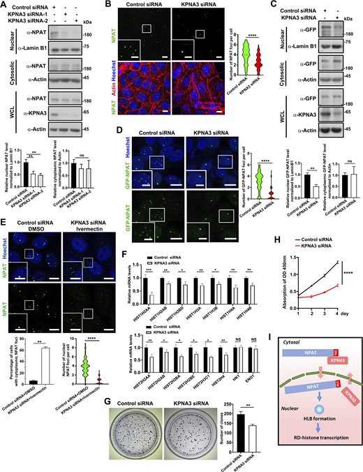 KPNA3 determines the nuclear import of NPAT and HLB formation. (A) Cytoplasmic and nuclear fractions were prepared from MCF-7 cells transfected with control or KPNA3 siRNA and then subjected to western blot analysis for examination of NPAT levels. Data in the bar graphs represent the means ± SEM values of the ratio of densities for three independent experiments. **: P < 0.01, ns: not significant. (B) Immunofluorescence staining of endogenous NPAT in MCF-7 cells transfected with control or KPNA3 siRNA for 48 h. Scale bar, 10 µm. The insets show the magnification of the boxed region (scale bar, 5 μm). The endogenous NPAT foci per cell were quantified (control siRNA: n = 125; KPNA3 siRNA: n = 101). ****: P < 0.0001. (C) 293T cells stably expressing GFP-NPAT were transfected with control or KPNA3 siRNA. Cytoplasmic and nuclear fractions were prepared and subjected to western blot analysis for examination of GFP-NPAT levels. Data in the bar graphs represent the means ± SEM values of the ratio of densities for three independent experiments. **: P < 0.01, ns: not significant. (D) Confocal images of the 293T-GFP-NPAT cells transfected with control or KPNA3 siRNA. Bar: 10 μm. The insets show the magnification of the boxed region (scale bar, 5 μm). The GFP-NPAT foci per cell were quantified (control siRNA: n = 83; KPNA3 siRNA: n = 65). ****: P < 0.0001. (E) Immunofluorescence staining of endogenous NPAT in MCF-7 cells transfected with control siRNA or cells transfected with KPNA3 siRNA for 48 h and treated with ivermectin (25 µM). Scale bar, 10 µm. The insets show the magnification of the boxed region (scale bar, 5 μm). The ratio of cells with NPAT foci in cytoplasm was quantified and data in the bar graphs represent the means ± SD value for three independent experiments. **: P < 0.01. The nuclear NPAT foci per cell were quantified (control siRNA: n = 226; KPNA3 siRNA: n = 158). ****: P < 0.0001. (F) MCF-7 cells transfected with control or KPNA3 siRNA were subject to qPCR analysis for transcription levels of the indicated RD histone genes and two control genes. Data in the bar graphs represent the means ± SEM values of the relative transcription levels for three independent experiments. *: P < 0.05, **: P < 0.01, ***: P < 0.001, ****: P < 0.0001, ns: not significant. (G) Control or KPNA3 siRNA transfected MCF-7 cells were subjected to colony formation assays and quantified. Data in the bar graphs represent the means ± SD values of the clone numbers for three independent experiments. **: P < 0.01. (H) CCK8 assays were used to assess cell proliferation for MCF-7 cells transfected with control or KPNA3 siRNA. Data in the bar graphs represent the means ± SD values of the OD450 absorption for three independent experiments. ****: P < 0.0001. (I) A model of KPNA3-mediated nuclear import of NPAT as essential for HLB formation and RD-histone gene transcription. Source data are available for this figure: SourceData F2. Refer to the image caption for details.