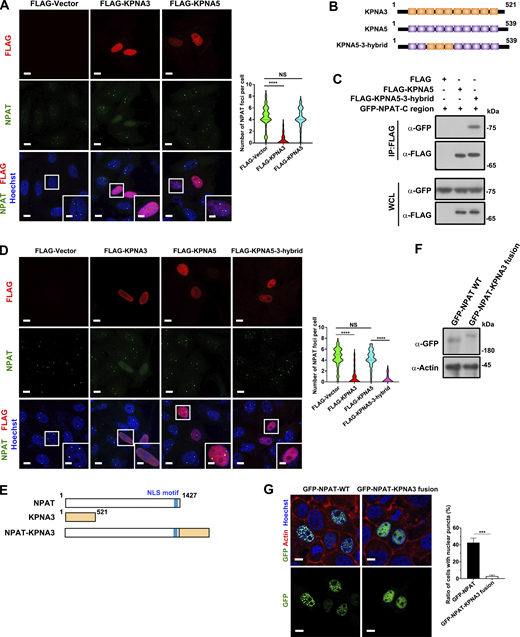The binding to KPNA3 suppresses the condensation of NPAT. (A) Immunofluorescence staining of endogenous NPAT in MCF-7 cells transfected with FLAG vector, FLAG-KPNA3, or FLAG-KPNA5. Scale bar, 10 µm. The insets show the magnification of the boxed region (scale bar, 5 μm). The numbers of endogenous NPAT foci per cell were quantified (FLAG vector: n = 109; FLAG-KPNA3: n = 102; FLAG-KPNA5: n = 107). ****: P < 0.0001, ns: not significant. (B) Schematic diagram of KPNA3, KPNA5, and KPNA5-3-hybrid mutant. (C) Coimmunoprecipitation of GFP-NPAT C-region and FLAG-tagged KPNA3 or KPNA5-3-hybrid mutant. (D) Immunofluorescence staining of endogenous NPAT in MCF-7 cells transfected with FLAG vector, FLAG-KPNA3, FLAG-KPNA5, or FLAG-KPNA5-3-hybrid. Scale bar, 10 µm. The insets show the magnification of the boxed region (scale bar, 5 μm). The numbers of endogenous NPAT foci per cell were quantified (FLAG vector: n = 104; FLAG-KPNA3: n = 92; FLAG-KPNA5: n = 95; FLAG-KPNA5-3-hybrid: n = 87). ****: P < 0.0001, ns: not significant. (E) Schematic diagram of NPAT, KPNA3, and NPAT-KPNA3 fusion mutant. (F) Western blot analysis of GFP-NPAT and GFP-NPAT-KPNA3 fusion mutant expression in MCF-7 cells. (G) Confocal images of MCF-7 cells transfected with GFP-NPAT or GFP-NPAT-KPNA3 fusion. Bar: 10 μm. The ratio of cells with nuclear NPAT foci was quantified for three independent experiments. ***: P < 0.001. Source data are available for this figure: SourceData F5.
