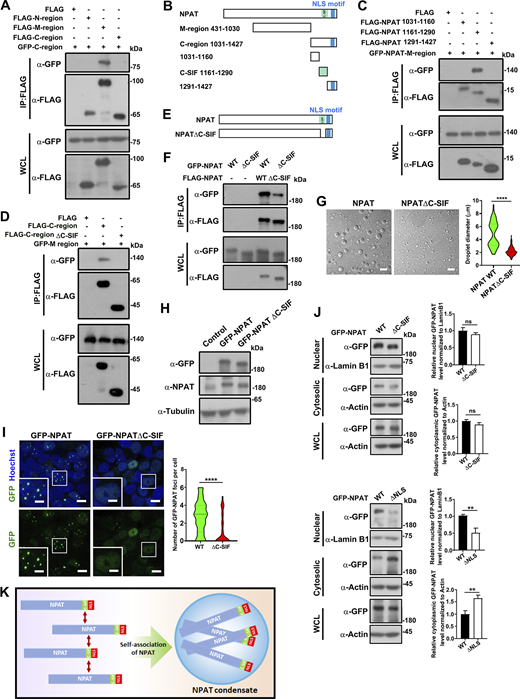 NPAT condensation is dependent on a self-association sequence proximal to NLS. (A) Coimmunoprecipitation of FLAG-tagged NPAT truncation mutants and GFP-NPAT C-region. (B) Schematic diagram of NPAT and its truncation mutants. (C) Coimmunoprecipitation of FLAG-tagged NPAT truncation mutants as shown in B and GFP-NPAT M-region. (D) Coimmunoprecipitation of FLAG-tagged NPAT C-region wild type or the C-region ΔC-SIF mutant and GFP-NPAT M-region. (E) Schematic diagram of NPAT and its ΔC-SIF deletion mutant. (F) Coimmunoprecipitation of FLAG-NPAT and GFP-NPAT or FLAG-NPAT ΔC-SIF and GFP-NPAT ΔC-SIF. (G) DIC images of FLAG-NPAT (12.5 μM) or FLAG-NPAT ΔC-SIF (12.5 μM) condensation. Scale bar, 10 µm. The size of droplets was quantified (FLAG-NPAT: n = 70; FLAG-NPAT ΔC-SIF: n = 105). ****: P < 0.0001. (H) Expression levels of GFP-NPAT and GFP-NPAT-ΔC-SIF mutant in the 293T-GFP-NPAT and 293T-GFP-NPAT-ΔC-SIF stable cell lines. (I) Confocal images of GFP foci in the 293T-GFP-NPAT and 293T-GFP-NPAT-ΔC-SIF stable cell lines. Bar: 10 μm. The insets show the magnification of the boxed region (scale bar, 5 μm). The numbers of foci per cell were quantified (wild-type NPAT: n = 76; NPAT-ΔC-SIF: n = 78). ****: P < 0.0001. (J) Cytoplasmic and nuclear fractions were prepared from the 293T-GFP-NPAT and 293T-GFP-NPAT-ΔC-SIF or 293T-GFP-NPAT-ΔNLS stable cell lines and then subjected to western blot analysis for examination of GFP-tagged NPAT levels. Data in the bar graphs represent the means ± SEM values of the ratio of densities for three independent experiments. **: P < 0.01, ns: not significant. (K) A model of C-SIF-mediated self-association driving NPAT condensation. Source data are available for this figure: SourceData F6.