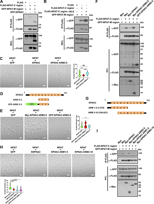 Steric binding of KPNA3 interferes with the self-association and condensation of NPAT. (A) Coimmunoprecipitation of FLAG-tagged C-region and GFP-M-region in the presence or absence of GFP-KPNA3. (B) Coimmunoprecipitation of FLAG-tagged C-region or its ΔNLS mutant and GFP-M-region. (C) DIC images of FLAG-NPAT (12.5 μM) condensation in the presence of GFP, KPNA3, or KPNA3 ARM 3–5 mutants at a concentration of 12.5 μM. Scale bar, 10 µm. The size of droplets was quantified (NPAT+GFP: n = 62; NPAT+KPNA3: n = 56; NPAT+KPNA3 ARM3–5: n = 85). ****: P < 0.0001, ns: not significant. (D) Schematic diagram of KPNA3, ARM 3–5 and GFP-ARM 3–5. (E) DIC images of FLAG-NPAT (12.5 μM) condensation in the presence of GFP, FLAG-KPNA3 ARM 3–5, or GFP-KPNA3 ARM 3–5 mutant at a concentration of 12.5 μM. Scale bar, 10 µm. The size of droplets was quantified (NPAT+GFP: n = 78; NPAT+myc-KPNA3 ARM3–5: n = 74; NPAT+GFP-KPNA3 ARM3–5: n = 53). **: P < 0.01. (F) Coimmunoprecipitation of FLAG-tagged C-region and GFP-M-region in the presence of Myc-KPNA3, Myc-AMR 3–5, or GFP-ARM 3–5. (G) Schematic diagram of KPNA3, ARM 1–5, and ARM 3–10. (H) DIC images of FLAG-NPAT (12.5 μM) condensation in the presence of GFP, FLAG-KPNA3, FLAG-ARM 1–5, or FLAG-ARM 3–10 mutant at a concentration of 12.5 μM. Scale bar, 10 µm. The size of droplets was quantified (NPAT+GFP: n = 74; NPAT+KPNA3: n = 80; NPAT+KPNA3 ARM1-5: n = 97; NPAT+KPNA3 ARM3-10: n = 110). ****: P < 0.0001. (I) Coimmunoprecipitation of FLAG-tagged C-region and GFP-M-region in the presence of GFP, Myc-KPNA3, Myc-ARM 1–5, or Myc-ARM 3–10 mutant. Source data are available for this figure: SourceData F7.