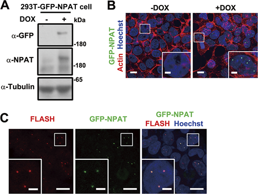 Establishment of a stable cell line expressing GFP-NPAT in an inducible manner. (A) Immunoblot analysis of NPAT expression levels in untreated or Dox-induced 293T-GFP-NPAT cells. (B) Confocal images of GFP-NPAT foci in untreated or Dox-induced 293T-GFP-NPAT cells. Scale bar, 10 µm. The insets show the magnification of the boxed region (scale bar, 5 μm). (C) Confocal images of endogenous FLASH and GFP-NPAT foci in Dox-induced 293T-GFP-NPAT cells. Scale bar, 10 µm. The insets show the magnification of the boxed region (scale bar, 2.5 μm). Source data are available for this figure: SourceData FS1.