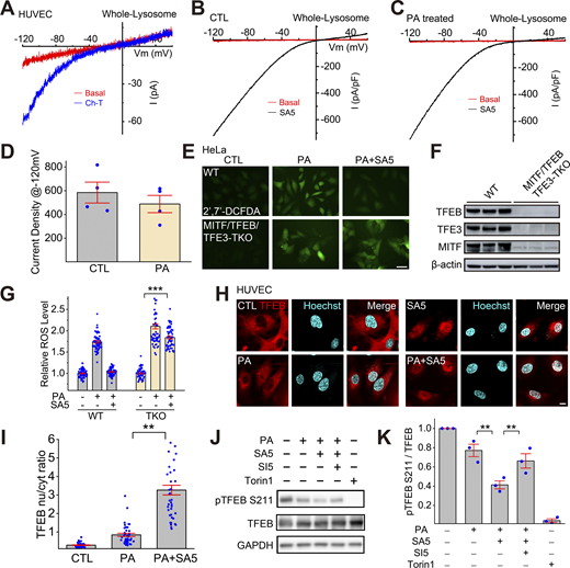TFEB-family transcriptional factors that regulate lysosome biogenesis mediate the antioxidant and mitophagy-stimulating effects of TRPML1. (A) The oxidant Ch-T activated whole-endolysosome ITRPML1 in HUVECs. (B and C) Representative traces of ML-SA5 (3 μM)-induced whole-endolysosome ITRPML1 in BSA-treated (B) and PA-treated (C) HUVECs. (D) Quantitation of whole-endolysosome ITRPML1 in HUVECs with or without PA treatment. ML-SA5-induced currents at −120 mV in B (CTL) and C (PA) were normalized to the endolysosome size/capacitance (pF, n = 4 endolysosomes). (E) Effects of ML-SA5 (10 μM) on PA-induced ROS elevation in wild-type (WT) and MITF/TFEB/TFE3 triple knockout (TKO) HeLa cells. (F) Western blot analysis of MITF/TFEB/TFE3 expression in WT and MITF/TFEB/TFE3 TKO Hela cells. β-Actin served as the loading control. (G) Quantitation of ML-SA5 effects as shown in E. (H) Effects of ML-SA5 treatment on subcellular TFEB localization in PA-treated HUVECs, in which TFEB-mScarlet was stably expressed. (I) Quantitation of data in H based on ratios of TFEB-scarlet nuclear/cytoplasmic intensity; ≥50 randomly selected individual cells from three experimental repeats were analyzed. (J) Western blot analysis of ML-SA5 effects on the phosphorylation status of TFEB in TFEB-mScarlet stable HUVECs. GAPDH served as the loading control. (K) Quantitation analysis of data in J. The ratios of pS211 versus total TFEB were measured and normalized to that in the control group (n = 3 repeats). (L) Effects of ML-SA5 on Parkin puncta number in PA-treated Parkin-mScarlet stable HUVECs. (M) Quantitative analysis of data in L; ≥50 randomly selected cells from three experimental repeats were analyzed. Data are presented as means ± SEMs; **P < 0.01, ***P < 0.001. Source data are available for this figure: SourceData F5.