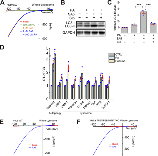 Effects of ML-SA5 treatment on TFEB-dependent lysosomal functions. (A) Lack of direct effects of PA on whole-endolysosome ITRPML1 in HUVECs. (B) Effects of PA (100 μM, 6 h), ML-SA5 (10 μM), or ML-SA5 + ML-SI5 (30 μM) on LC3-II expression levels. GAPDH served as the loading control. (C) Quantification of ML-SA5 effects on LC3-II levels. Ratios of LC3-II versus LC3-I were normalized to that in the control group (n = 3 repeats). (D) RT-qPCR analyses of the expression levels of lysosome-related and autophagy-related genes (n = 3 repeats). (E and F) Whole-endolysosome ITRPML1 evoked by ML-SA8 (SA8, 1 μM) in WT (E) and TFEB/TFE3/MITF TKO (F) HeLa cells. Source data are available for this figure: SourceData FS4. Refer to the image caption for details.