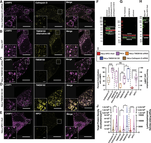 Cathepsin D, TMEM192, and NPC1 antibodies are robust and specific. (A) Representative DNA-PAINT image of LAMP2 and Cathepsin D when the Cathepsin D protein is knocked down via siRNA in HeLa cells shows a significant reduction in Cathepsin D signal on LAMP2 with respect to wildtype conditions. Cell scale bars, 10 µm. Inset scale bars, 1 µm. (B) Representative DNA-PAINT image of LAMP2 and TMEM192 in HeLa cells imaged using an alternative TMEM192 antibody shows a staining pattern consistent with results from the main antibody used. Cell scale bars, 10 µm. Inset scale bars, 1 µm. (C) Representative DNA-PAINT image of LAMP1 and TMEM192 when the TMEM192 protein is knocked down via siRNA in HeLa cells shows a significant reduction in TMEM192 signal on LAMP1 with respect to wildtype conditions. Cell scale bars, 10 µm. Inset scale bars, 1 µm. (D) Representative DNA-PAINT image of LAMP1 and TMEM192 in TMEM192-3xHA overexpressing (OE) HeLa cells shows near-complete overlap with LAMP1. Cell scale bars, 10 µm. Inset scale bars, 1 µm. (E) Representative DNA-PAINT image of LAMP1 and NPC1 in NPC1-null HeLa cells shows minimal overall signal and overlap with LAMP1 with respect to wildtype conditions. Cell scale bars, 10 µm. Inset scale bars, 1 µm. (F–H) WB analyses of (F) Cathepsin D, (G) TMEM192, and (H) NPC1 levels in HeLa cells. (F) Cathepsin D antibody recognizes both uncleaved pro-Cathepsin D and cleaved Cathepsin D protein products, as expected. Cathepsin D siRNA knockdown in HeLa cells shows a reduction in Cathepsin D signal. (G) TMEM192 siRNA knockdown in HeLa cells shows a reduction in TMEM192 signal. (H) NPC1-null HeLa cells show loss of NPC1 signal. (I) Quantification of colocalization of Cathepsin D, TMEM192, and NPC1 in HeLa cells. Plot line color indicates cell type, black circles indicate individual cells, solid black line indicates data plotted on left Y-axis (LAMP2 reference) versus right y-axis (LAMP1 reference). Vertical dashed lines separate different target proteins. Mann–Whitney U-tests were performed to compare Cathepsin D siRNa knockdown HeLa cells (N = 1 biological replicate, n = 5 cells) with HeLa cells (N = 3 biological replicates, n = 15 cells, replotted from Fig. 4) (*** P = 0.0005), HeLa cells imaged with TMEM192 main antibody (N = 3 biological replicates, n = 13 cells, replotted from Fig. 4), or alternative antibody (N = 1 biological replicate, n = 6 cells) (P = 0.6388, no significance), TMEM192 siRNA knockdown HeLa cells (N = 1 biological replicate, n = 4 cells) with HeLa cells (N = 3 biological replicates, n = 13 cells, replotted from Fig. 4) (** P = 0.0034), TMEM192-3xHA overexpressing cells (N = 1 biological replicate, n = 7 cells) with wildtype HeLa cells (N = 3 biological replicates, n = 13 cells, replotted from Fig. 4) (* P = 0.0297), and NPC1-null HeLa cells (N = 1 biological replicate, n = 6 cells) with HeLa cells (N = 3 biological replicates, n = 16 cells, replotted from Fig. 4) (**** P < 0.0001). (J) Protein density of Cathepsin D, TMEM192, and NPC1 in HeLa cells. Plot line color indicates cell type, black circles indicate individual cell medians, solid black line indicates data plotted on the left y-axis (LAMP2 reference) versus the right y-axis (LAMP1 reference). Vertical dashed lines separate different target proteins. Mann–Whitney U-tests were performed to compare: Cathepsin D siRNa knockdown HeLa cells (N = 1 biological replicate, n = 5 cells) with HeLa cells (N = 3 biological replicates, n = 15 cells, replotted from Fig. 4) (** P = 0.0015), TMEM192 siRNA knockdown HeLa cells (N = 1 biological replicate, n = 4 cells) with HeLa cells (N = 3 biological replicates, n = 13 cells, replotted from Fig. 4) (** P = 0.0034), and TMEM192-3xHA overexpressing cells (N = 1 biological replicate, n = 7 cells) with HeLa cells (N = 3 biological replicates, n = 13 cells, replotted from Fig. 4) (* P = 0.0236), and NPC1-null HeLa cells (N = 1 biological replicate, n = 6 cells) with HeLa cells (N = 3 biological replicates, n = 16 cells, replotted from Fig. 4) (**** P < 0.0001). Source data are available for this figure: SourceData FS3.