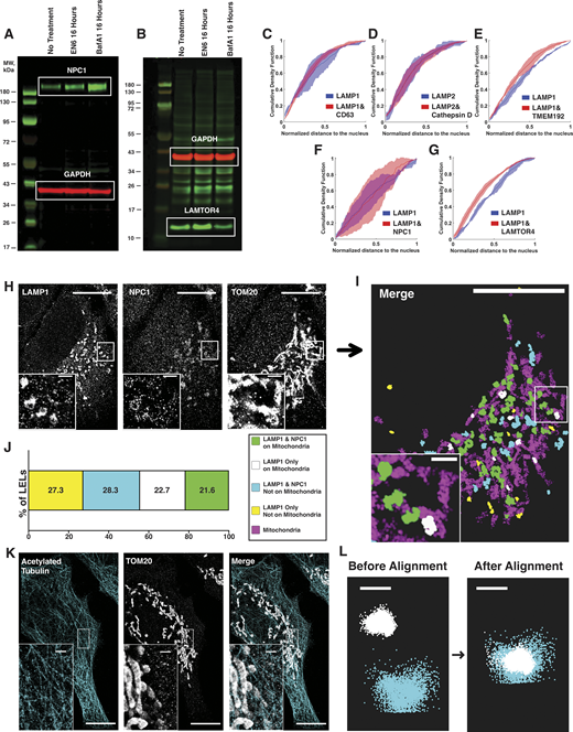 Bulk analysis of drug-treated HeLa cells, examining LEL subpopulations with additional cellular context in ARPE-19 cells, and multiplexed imaging controls. (A and B) Representative WBs of (A) NPC1 and (B) LAMTOR4 in untreated, EN6-treated, or BafA1-treated conditions in HeLa cells. EN6 treatment leads to an increase in both NPC1 and LAMTOR4. BafA1 treatment leads to an increase in NPC1 but a decrease in LAMTOR4. (C–G) Cumulative density function plots of LEL distance from the nucleus from dual-color DNA-PAINT imaging experiments in ARPE-19 cells for subpopulations containing LAMP1 or LAMP2 only or LAMP1/LAMP2 and target protein: (C) CD63, (D) Cathepsin D, (E) TMEM192, (F) NPC1, and (G) LAMTOR4. Distance to the nucleus was normalized per cell to the maximum distance from the nucleus of an LEL in that cell, with values closest to zero indicating greatest proximity to the nucleus. Line indicates median with standard deviation between biological replicates. Kolmogorov–Smirnov tests were performed on the mean distributions from three independent biological replicates: for CD63 n = 13 cells, P = 0.193, no significance; for Cathepsin D n = 13 cells, P = 0.794, no significance; for TMEM192 n = 14 cells, P = 0.261, no significance; for NPC1 n = 14 cells, P = 0.140, no significance; for LAMTOR4 n = 14 cells, P = 0.193, no significance. (H–J) Representative three-color DNA-PAINT image of LAMP1, NPC1, and mitochondria (TOM20) in ARPE-19 cells. (H and I) (H) Raw images and (I) post-processed image showing a spatial map of LELs with or without NPC1 in relation to mitochondria. (J) Quantification shows combined subpopulations of seven cells from three biological replicates. Cell scale bars, 10 µm. Inset scale bars, 1 µm. (K) Acetylated tubulin and mitochondria (TOM20) in HeLa cells imaged using two rabbit primary antibodies pre-labeled with secondary rabbit nanobodies, showing minimal cross-talk between the two targets. Cell scale bars, 10 µm. Inset scale bars, 1 µm. (L) Localizations corresponding to Tetraspeck beads imaged in a multicolor DNA-PAINT acquisition were used for image registration. Localizations are shown before and after post-processing alignment. Scale bar, 100 nm, Source data are available for this figure: SourceData FS5.