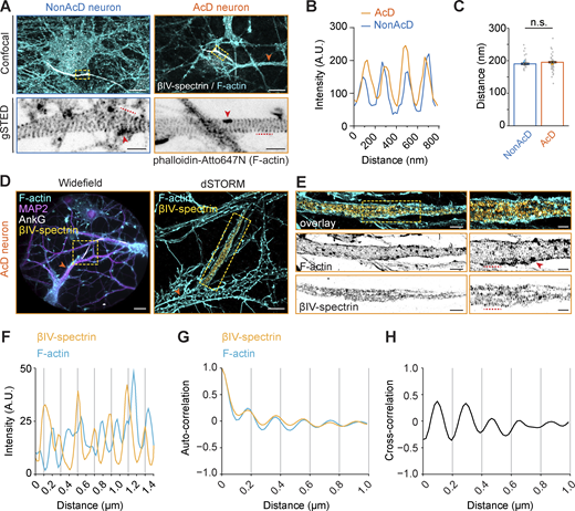 AcD neurons have similar MPS organization of the AIS as in nonAcD neurons. (A) Top row: Representative confocal images of DIV14 nonAcD (left) and AcD (right) neurons stained with the AIS marker βIV-spectrin and F-actin probe Phalloidin-Atto647N. Orange arrowhead indicates the stem dendrite of the displayed AcD neuron. Yellow dashed rectangle indicates the AIS. Scale bar is 10 µm. Bottom row: Single plane 2D gSTED image of F-actin in the AIS of nonAcD and AcD neurons (corresponding zoom-ins of yellow dashed rectangle in top row). Scale bar is 1 µm. Red arrowhead indicates F-actin patch. Red dashed line indicates the profile of F-actin rings shown in B. (B) Intensity profile of periodic F-actin structures along the longitudinal axis of the AIS in nonAcD and AcD neurons; corresponding to black dashed lines in A bottom row. (C) Quantification of distance between F-actin rings at the AIS of nonAcD and AcD neurons. Mean ± SEM, three independent cultures, nonAcD: n = 45 profiles from 12 cells, AcD: n = 67 profiles from 18 cells. Grey dot indicates value of individual cell. Orange and cyan triangle indicates mean of each independent culture. Mann–Whitney test (two-sided): not significant (n.s.) P > 0.05. More detailed statistical information see Data S1. (D) Representative widefield (left) and dSTORM (right) images of DIV14 AcD neurons stained with the AIS marker βIV-spectrin and AnkG, F-actin probe Phalloidin-Alexa647+ and MAP2. Scale bar is 20 µm on widefield image and 5 µm on dSTORM image. Orange arrowhead indicates the stem dendrite. Yellow dashed square indicates the AIS. dSTORM image corresponds to the yellow dashed rectangle in widefield image. (E) Dual-color 3D dSTORM image of F-actin and βIV-spectrin at the AIS of the displayed AcD neuron. Left panel: corresponding zoom-in of the yellow dashed square on dSTORM image shown in D right panel. Yellow dashed square indicates the zoom-in region shown in right panel. Right panel: corresponding zoom-in of the yellow dashed square in left panel. Scale bar is 5 µm. Red arrowhead indicates F-actin patch. Red dashed line indicates the intensity profile of F-actin rings and βIV-spectrin shown in F. (F) Intensity profile of periodical F-actin (cyan) and βIV-spectrin (orange) structures along the longitudinal axis of the AIS in AcD neurons; corresponding to red dashed lines in E right panel. (G) Auto-correlation curve of F-actin (cyan) and βIV-spectrin (orange) at the AIS of AcD neurons. Three independent cultures, AcD: n = 39 profiles from eight cells. Space between βIV-spectrin bands is ∼196 nm. Space between F-actin bands is ∼200 nm. (H) Cross-correlation curve of F-actin and βIV-spectrin at the AIS of AcD neurons. Three independent cultures, AcD: n = 39 profiles from eight cells.