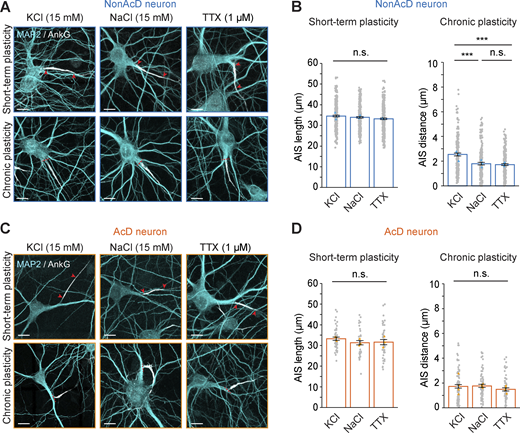 Short-term and chronic plasticity of the AIS in AcD neurons. (A) Representative images of the AIS in nonAcD neurons upon induction of short-term (top row) and chronic (bottom row) plasticity. Neurons were treated with KCl for depolarization, NaCl as control and TTX for silencing of activity. Red arrowheads in upper row indicate the start and end of AIS. Red dashed line in bottom row indicates the start of the axon. Scale bar is 10 µm. (B) Measurement of AIS length and AIS distance in nonAcD neurons treated with KCl (depolarization), NaCl (control) and TTX (silencing) for 3 and 48 h. Mean ± SEM, three independent cultures, short-term plasticity: n (KCl) = 298 cells, n (NaCl) = 264 cells, n (TTX) = 306 cells, Chronic plasticity: n (KCl) = 174 cells, n (NaCl) = 184 cells, n (TTX) = 192 cells. Grey dot indicates value of individual cell. Orange and cyan triangle indicate mean of each independent culture. (C) Representative images of the AIS in AcD neurons upon induction of short-term (top row) and chronic (bottom row) plasticity. Neurons were treated with KCl for depolarization, NaCl as control, and TTX for silencing. Red arrowheads in upper row indicate the start and end of AIS. Red dashed line in bottom row indicates the start of the axon. Scale bar is 10 µm. (D) Measurement of AIS length and AIS distance in AcD neurons treated with KCl (depolarization), NaCl (control) and TTX (silencing) for 3 and 48 h. Mean ± SEM, Short-term plasticity: three independent cultures, n (KCl) = 48 cells, n (NaCl) = 40 cells, n (TTX) = 41 cells, Chronic plasticity: four independent cultures, n (KCl) = 82 cells, n (NaCl) = 72 cells, n (TTX) = 63 cells. Grey dot indicates value of individual cell. Orange and cyan triangle indicate mean of each independent culture. One-way ANOVA with Tukey’s multiple comparisons test, no significance (n.s.) P > 0.05, ***P < 0.001. More detailed statistical information see Data S1.