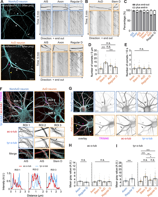 The stem dendrite of AcD neuron exhibits axon-like MT organization.(A) Left panel: Maximum intensity projection of DIV14 nonAcD (top) and AcD neurons (bottom) transfected with EB3-tdTomato for visualization of MT plus ends. The AIS is live-labeled with anti-NF-CF640R antibody. White arrowhead indicates the AIS and white arrow indicates the axon. Cyan arrowhead indicates regular somatic dendrite (Regular D); yellow and pink arrowhead indicates the AcD and stem dendrite (Stem D) of AcD neuron, respectively. Scale bar is 10 µm. Right panel: 5 min time projection and kymograph of EB3-tdTomato in the AIS, axon, and regular somatic dendrite (Regular D) of nonAcD (top) and AcD neuron (bottom) shown in the left panel. Scale bar is 10 µm. Kymograph scale is 10 s (vertical) and 2 µm (horizontal). Related to Video 4, A and B; and Video 5. (B) 5 min time projection and kymograph of EB3-tdTomato in the AcD and the stem dendrite (Stem D) of AcD neuron shown in A. Scale bar is 5 µm. Kymograph scale is 10 s (vertical) and 2 µm (horizontal). Related to Video 4 A. (C) Percentage of MT plus end orientations in different regions of nonAcD and AcD neurons. Mean ± SEM, three independent cultures, AIS (nonAcD) n = 23, AIS (AcD) n = 17, axon (nonAcD) n = 21, axon (AcD) n = 15, stem dendrite (Stem D) n = 19, AcD n = 17, regular somatic dendrite (Regular D) n = 67. (D) Density of EB3-tdTomato comets in different regions of AcD neurons. Mean ± SEM, three independent cultures, axon n = 16, stem dendrite (Stem D) n = 21, AcD n = 18, regular dendrite (Regular D) n = 32. Grey dot indicates value of individual cell. Orange triangle indicates mean of each independent culture. One-way ANOVA with Tukey’s multiple comparisons test, *P < 0.05, **P < 0.01, ***P < 0.001. (E) Growth rate of EB3-tdTomato comets in different regions of AcD neurons. Mean ± SEM, 3 independent cultures, axon n = 16, stem dendrite (Stem D) n = 21, AcD n = 18, regular dendrite (Regular D) n = 32. Grey dot indicates the value of individual cell. Orange triangle indicates mean of each independent culture. One-way ANOVA with Tukey’s multiple comparisons test, no significance (n.s.) P > 0.05. (F) Top row: Representative confocal images of DIV10 nonAcD and AcD neurons stained for tyrosinated (tyr) and acetylated (ac) tubulin, and the AIS marker TRIM46. Scale bar is 10 µm. Middle row: Single plane 2D gSTED image of tyrosinated and acetylated MTs corresponding to ROIs in top row. Scale bar is 2.5 µm. ROI1 is the axon (AIS region) of the displayed nonAcD neuron. ROI2 and ROI3 are the axon (AIS region) and stem dendrite of the displayed AcD neuron, respectively. Black arrowhead in ROI3 indicates the start of the axon. Bottom row: Intensity profile of tyrosinated and acetylated MTs indicated by white dashed lines in ROIs shown in middle row. (G) Representative confocal images of nonAcD and AcD neurons stained for tyrosinated (tyr) and acetylated (ac) tubulin, and the AIS marker TRIM46. Scale bar is 10 µm. White arrow in overlay image and black arrow in single-channel image indicates the proximal axon (AIS region). Cyan arrowhead in overlay image indicates the proximal part of the regular dendrite (Regular D); yellow and pink arrowhead in overlay image indicates the proximal part of the AcD and stem dendrite (Stem D) of AcD neuron, respectively. (H) Quantification of acetylated α-tubulin (ac-α-tub) fluorescent intensity in different regions of nonAcD (left) and AcD neurons (right). Mean ± SEM, three independent cultures, nonAcD neuron: proximal axon: n = 29 cells, proximal somatic dendrite (Regular D): n = 52 cells, AcD neuron: proximal axon: n = 28 cells, stem dendrite (Stem D): n = 30 cells, proximal AcD: n = 30 cells, proximal somatic dendrite (Regular D): n = 43 cells. Grey dot indicates value of individual cell. Orange and cyan triangle indicates mean of each independent culture. Mann–Whitney test (two-sided) for nonAcD neurons: not significant (n.s.) P > 0.05. One-way ANOVA with Tukey’s multiple comparisons test for AcD neurons, no significance (n.s.) P > 0.05. (I) Quantification of tyrosinated α-tubulin (tyr-α-tub) fluorescent intensity in different regions of nonAcD (left) and (right) neurons. Mean ± SEM, three independent cultures, nonAcD neuron: proximal axon: n = 29 cells, proximal somatic dendrite (Regular D): n = 53 cells, AcD neuron: proximal axon: n = 30 cells, stem dendrite (Stem D): n = 28 cells, proximal AcD: n = 29 cells, proximal dendrite (Regular D): n = 43 cells. Grey dot indicates value of individual cell. Orange and cyan triangle indicate mean of each independent culture. Mann–Whitney test (two-sided) for nonAcD neurons: ***P < 0.001. One-way ANOVA with Tukey’s multiple comparisons test for AcD neurons, *P < 0.05, **P < 0.01, ***P < 0.001. More detailed statistical information see Data S1. Refer to the image caption for details.